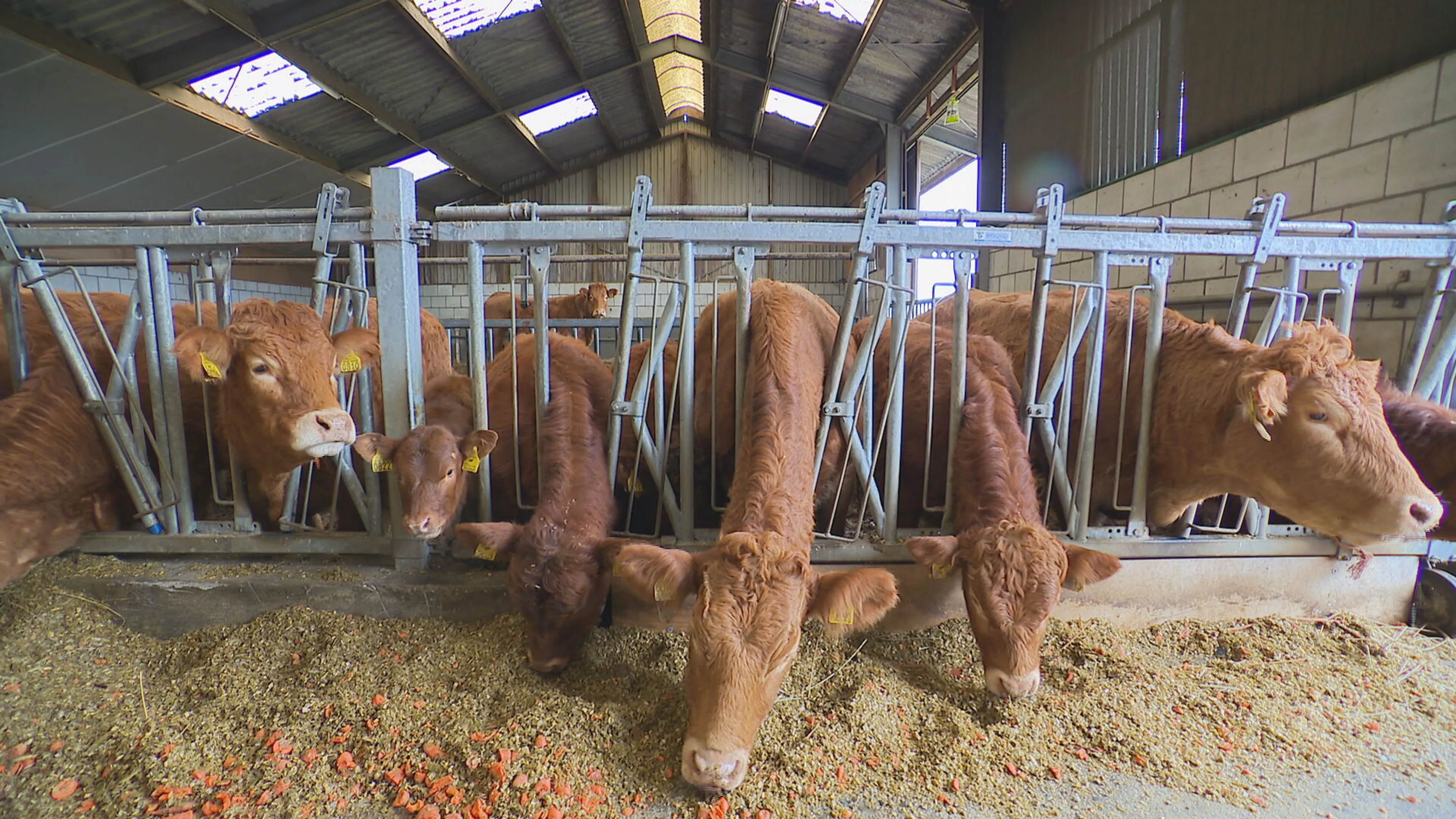 Eten we binnenkort kweekvlees? Deze veehouder is er klaar voor