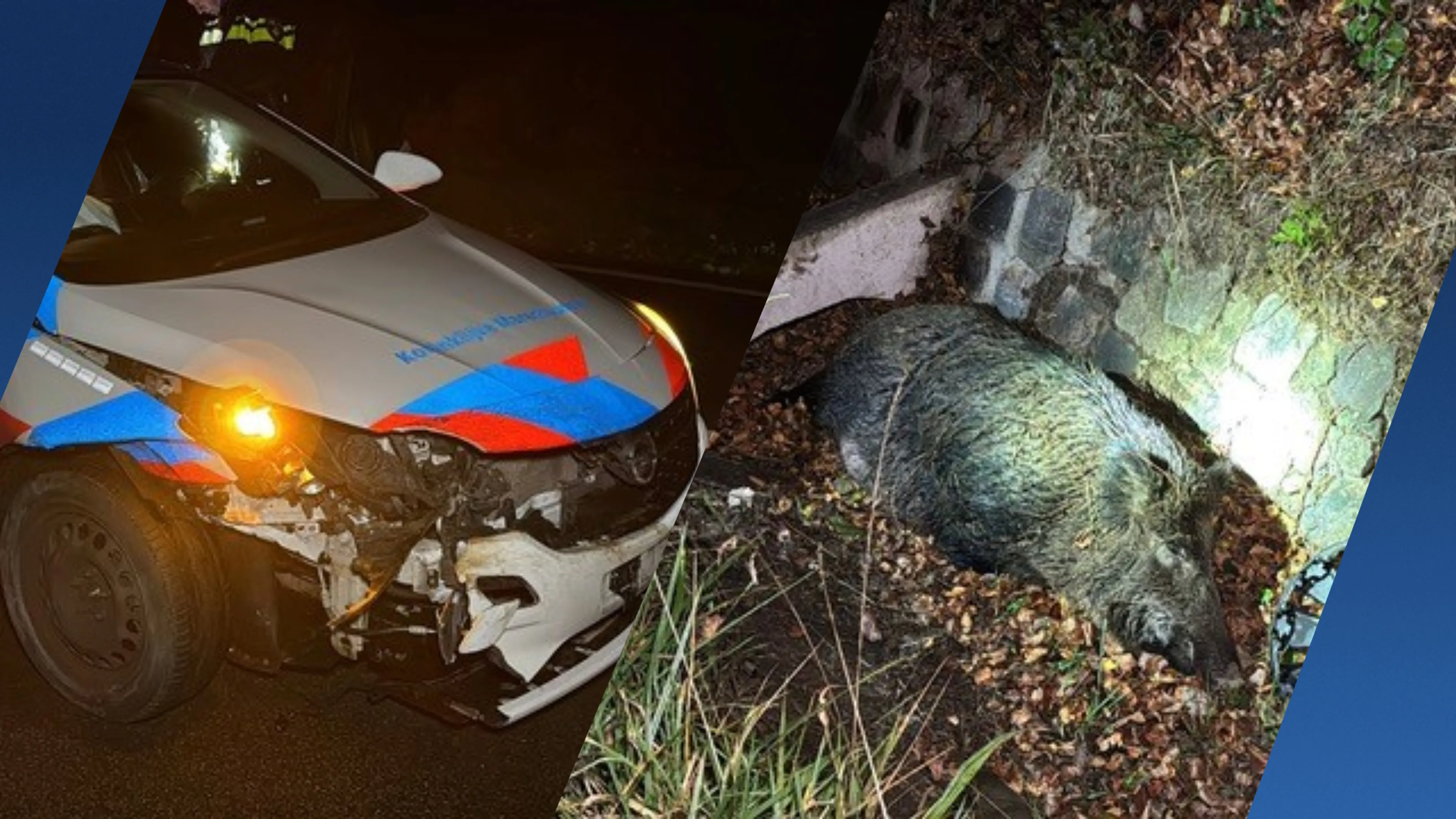 Wild zwijn omgekomen na botsing Koninklijke Marechaussee in Berg en Terblijt