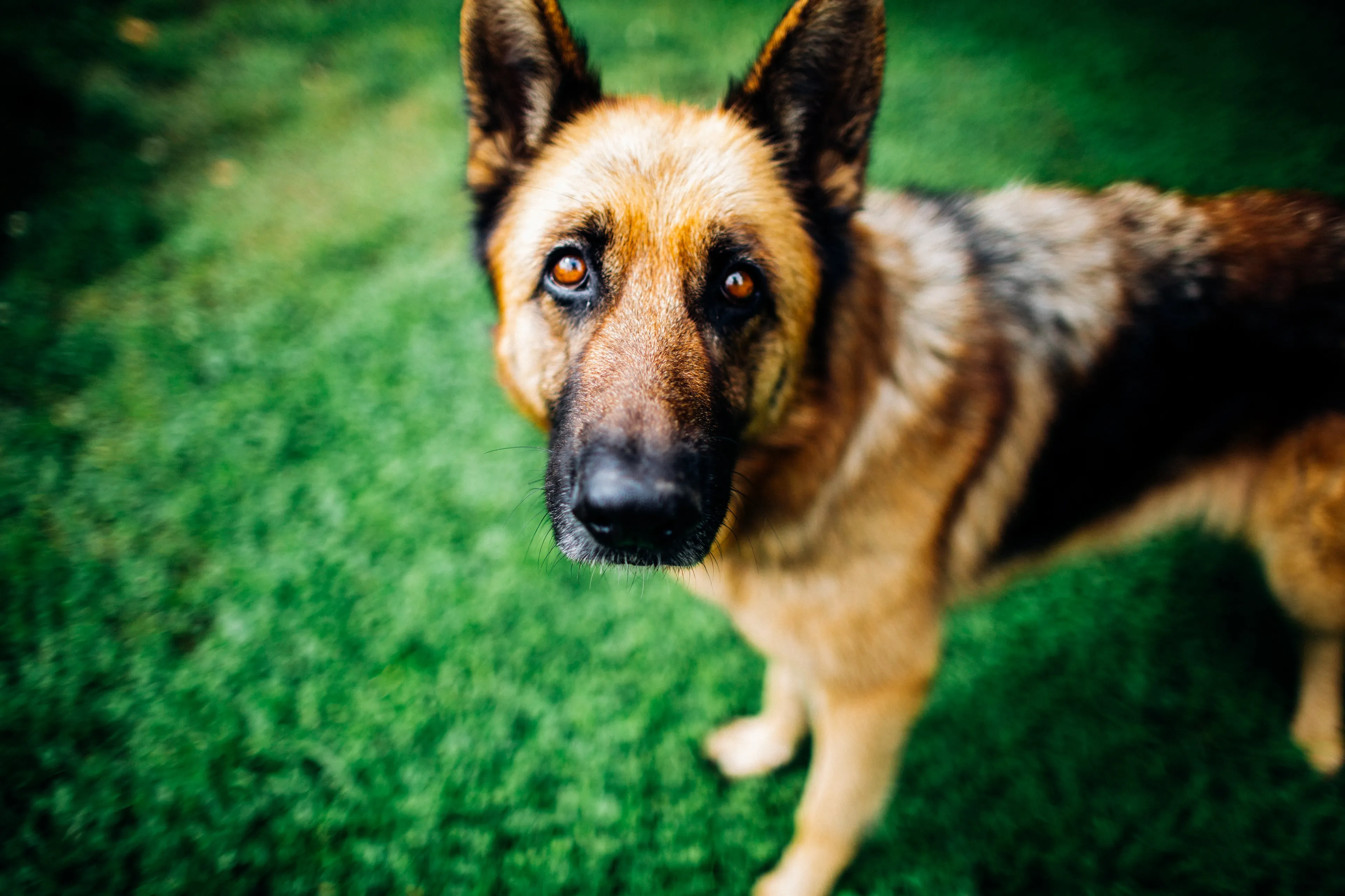 'Politiehonden in opleiding nog steeds mishandeld met schoppen, stokslagen en stroomapparatuur'