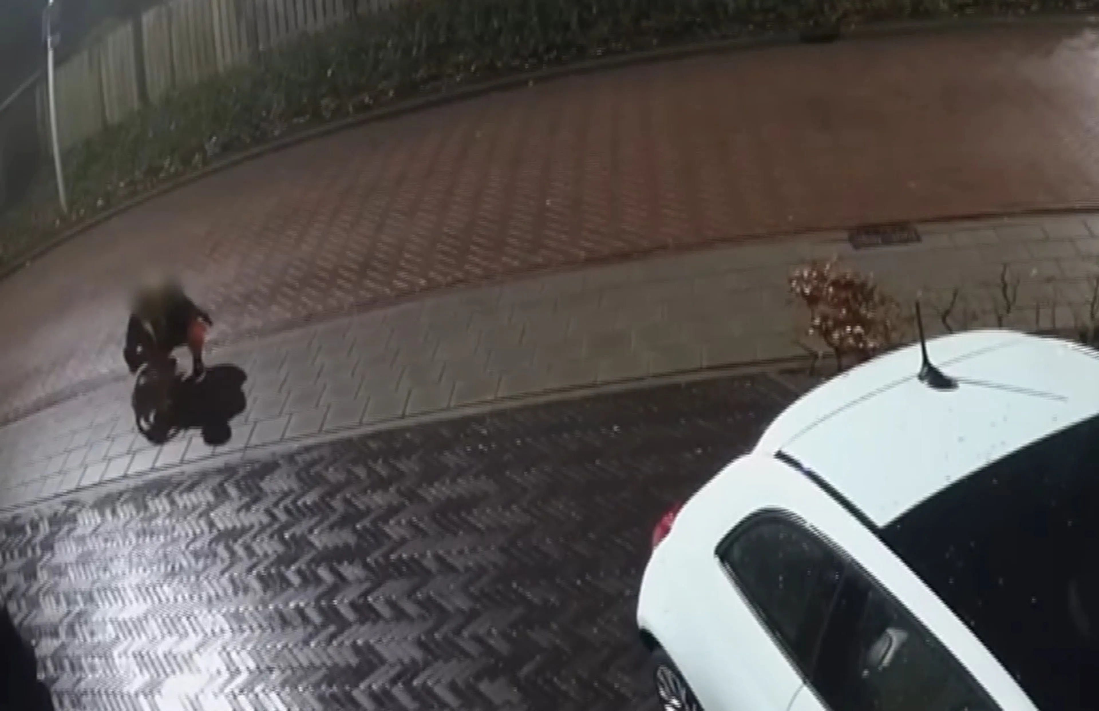 Mysterie rond verdwenen katten in West-Brabant: dieren duiken in zeeland weer op