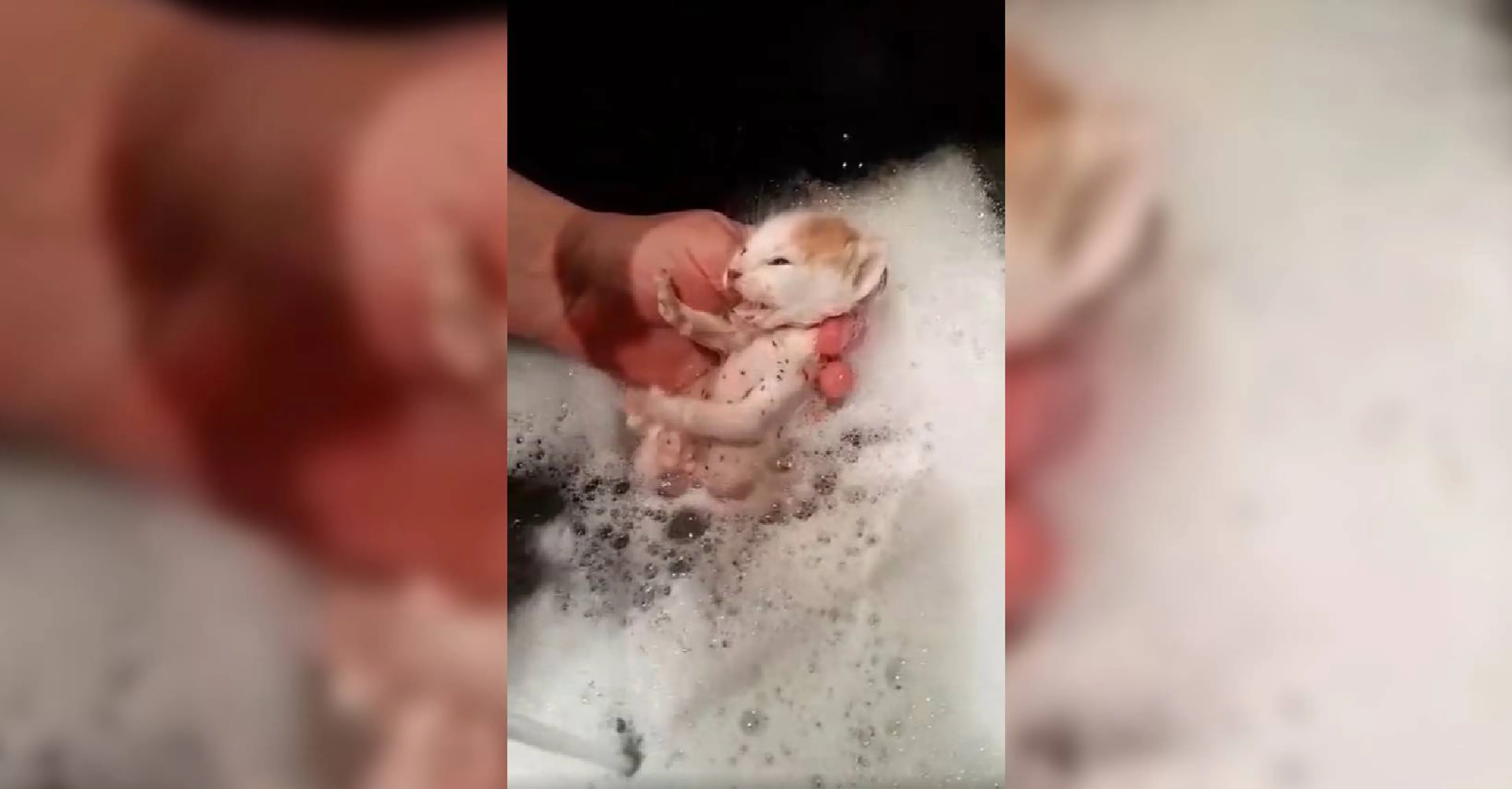 Gedumpte kittens gevonden in afgesloten doos, één overleden