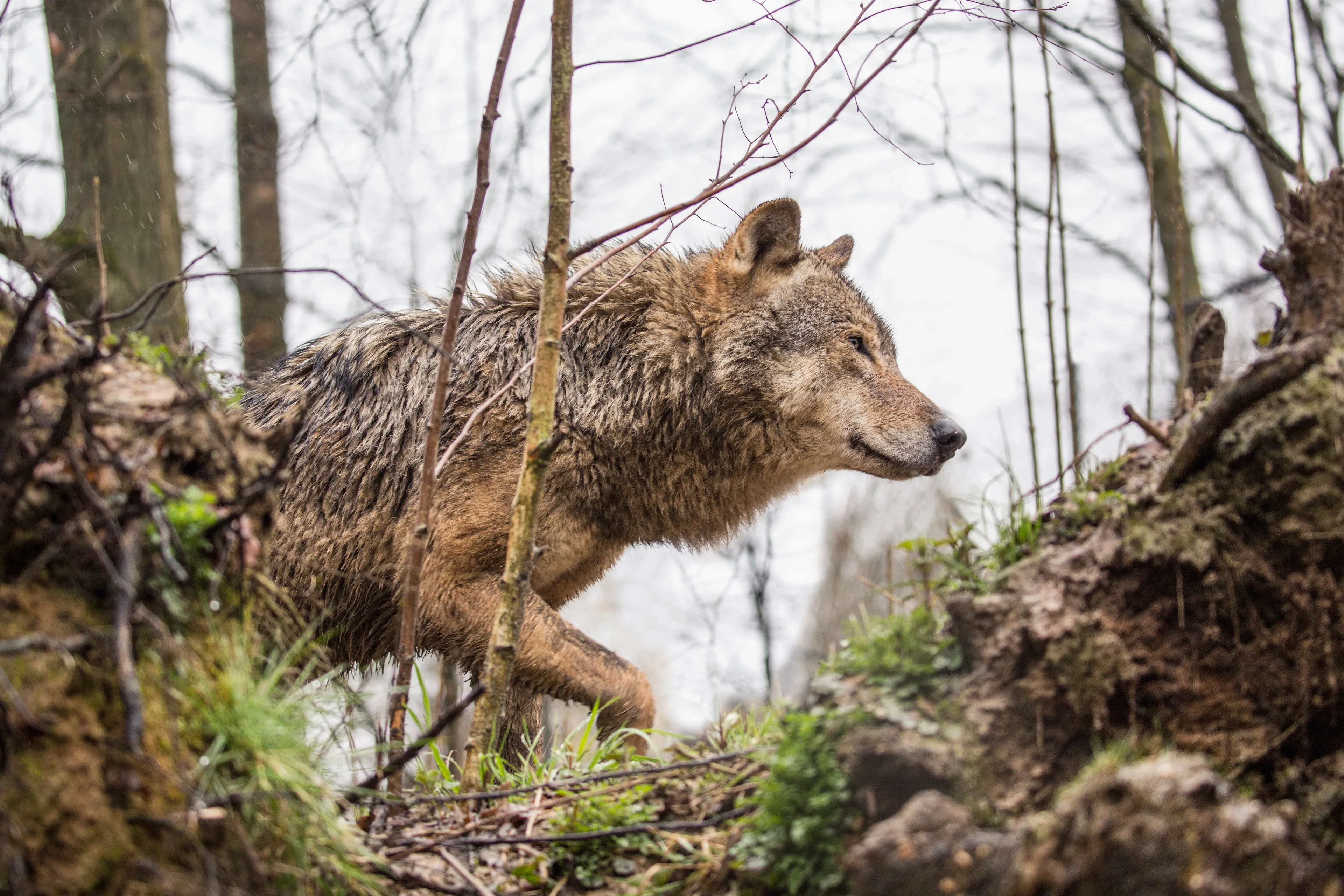 Wolven in Nederland zijn steeds actiever, nu al twee keer zoveel aanvallen als in heel 2019