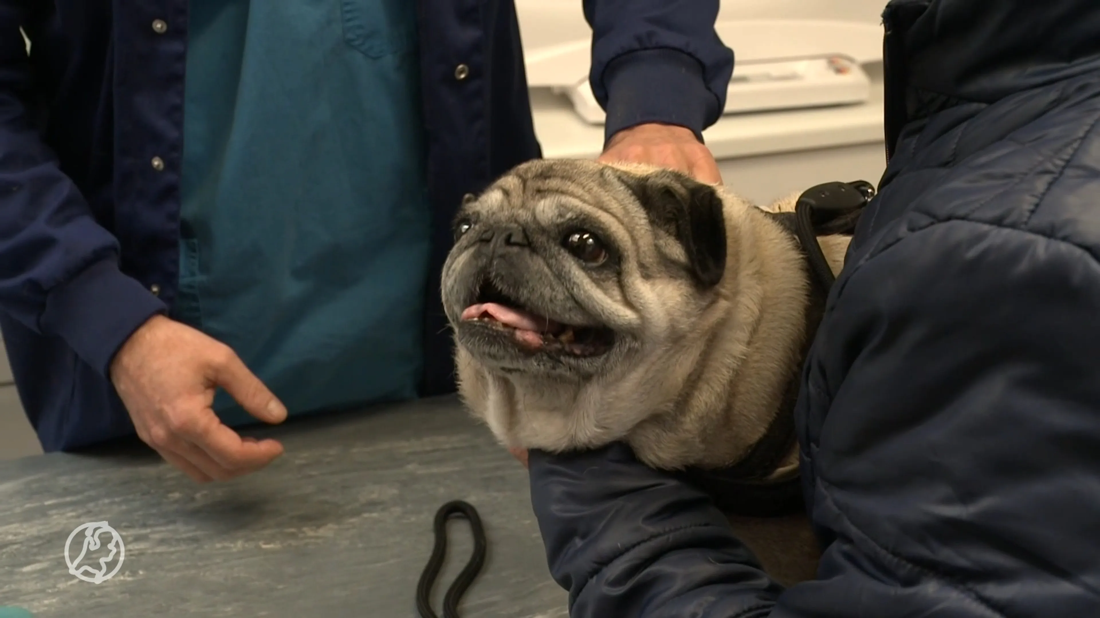 Dierenartsen waarschuwen voor kortsnuithondjes met stamboom: 'Zegt niks over gezondheid'