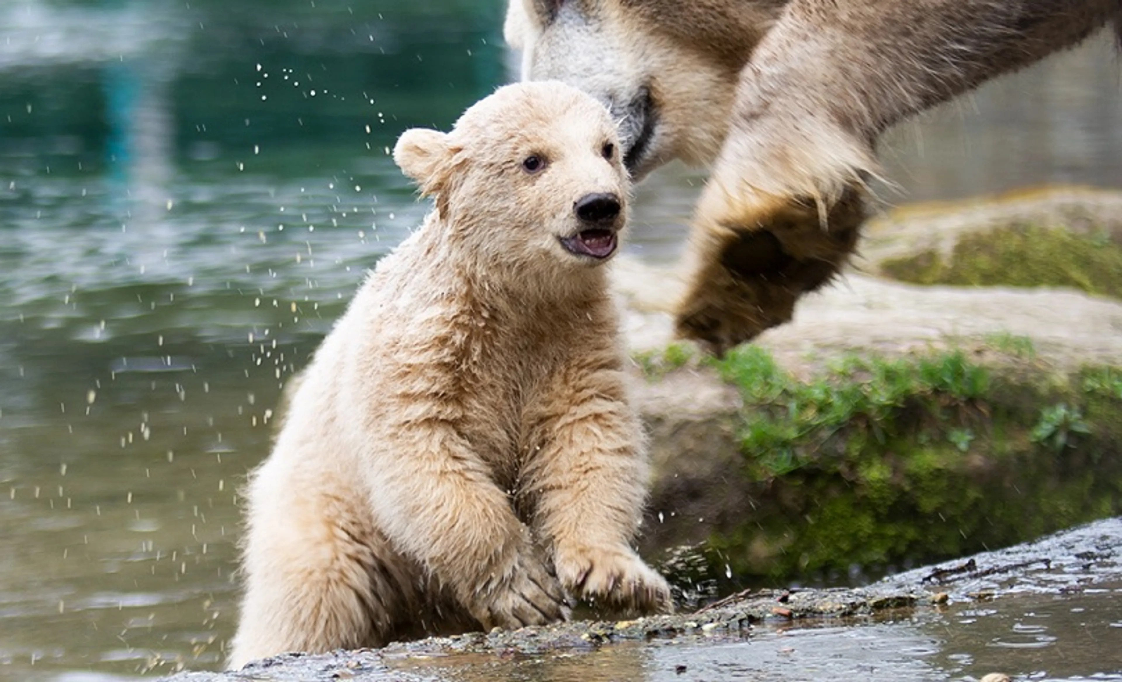 IJsbeertweeling Ouwehands Dierenpark in Rhenen voor het eerst buiten