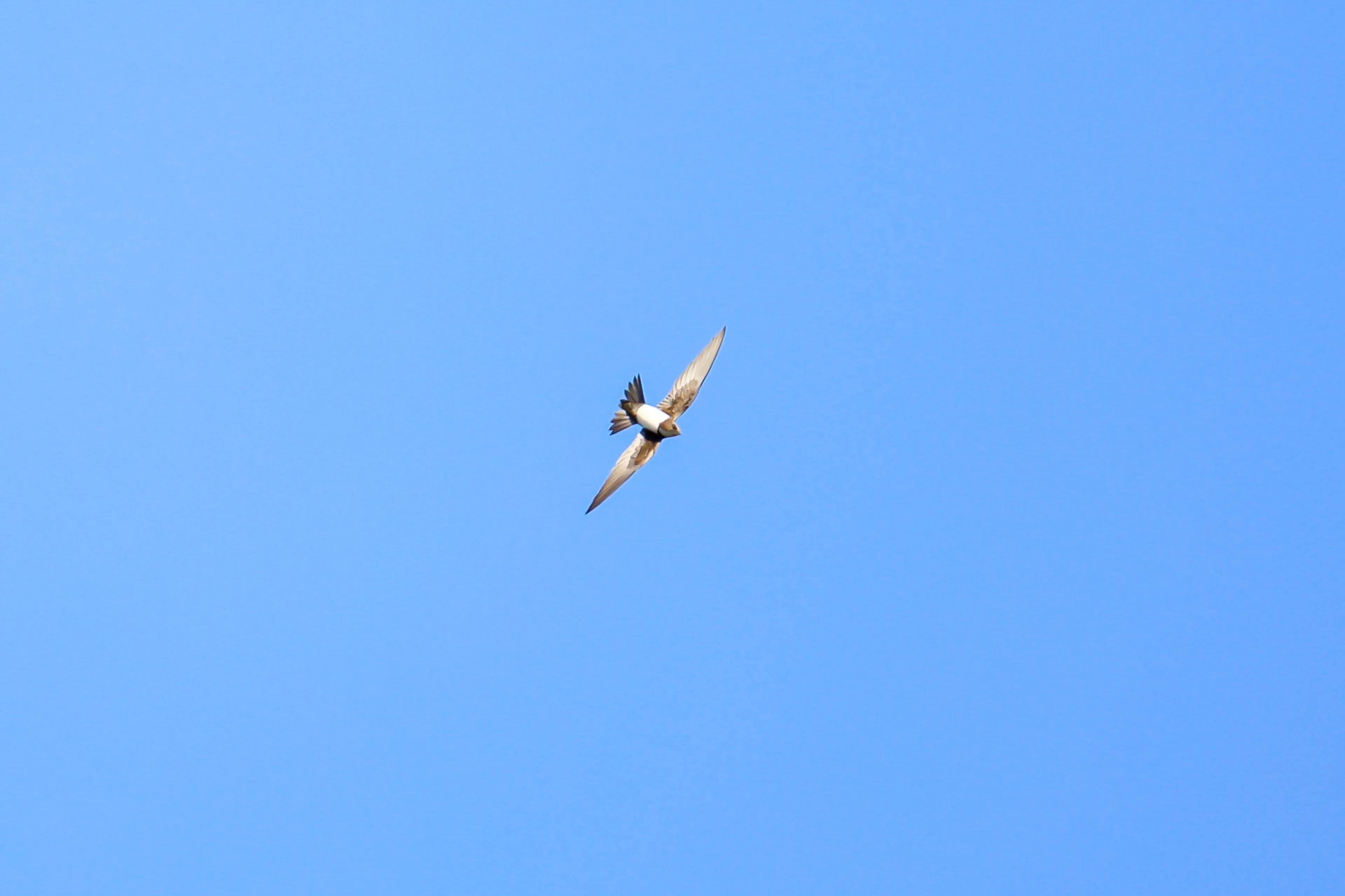 Vogelspotters rukken uit voor zeldzame zwaluw boven Friese Franeker