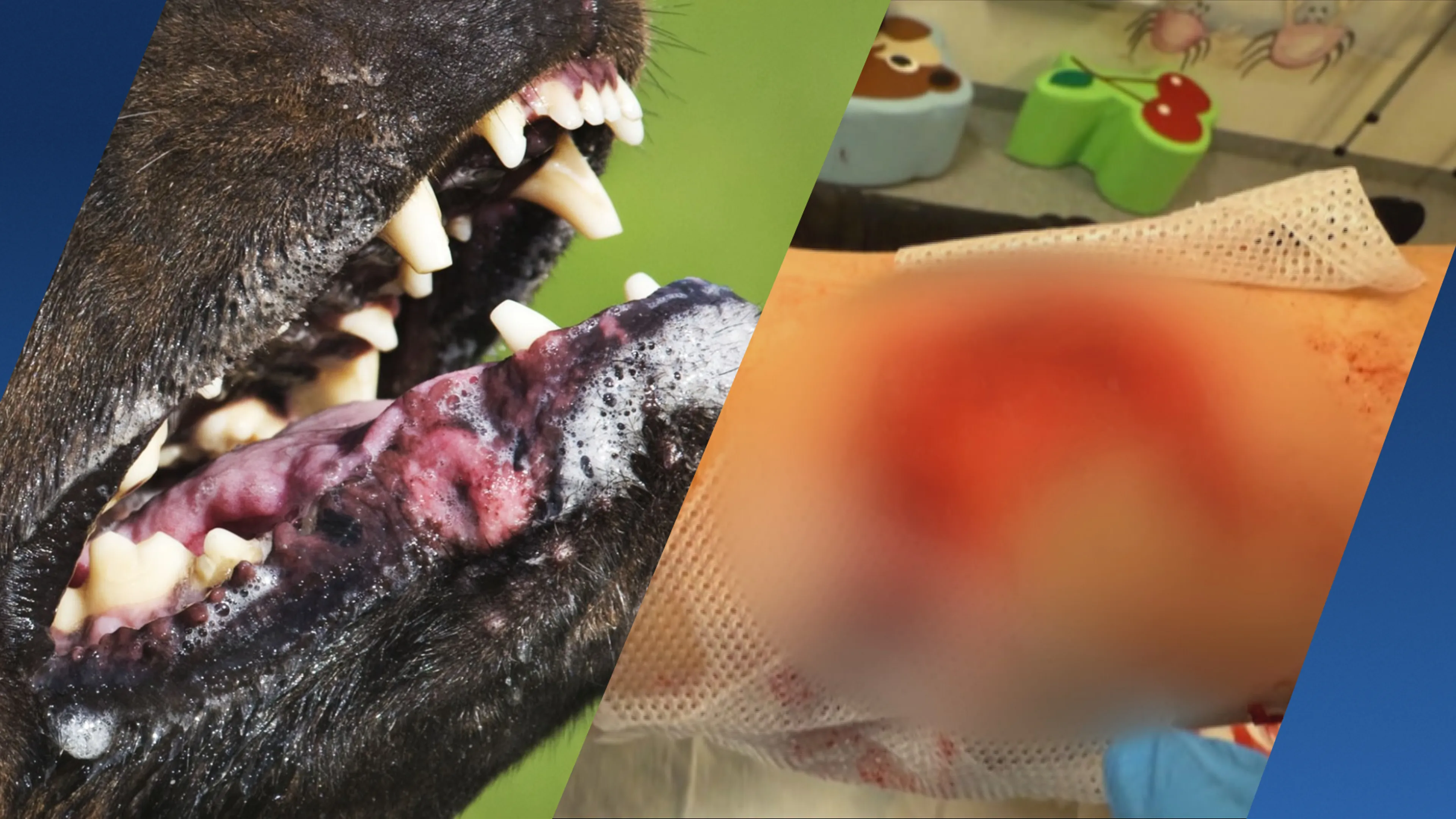 Amir (8) ernstig gebeten door een hond, kabinet wil strengere regels