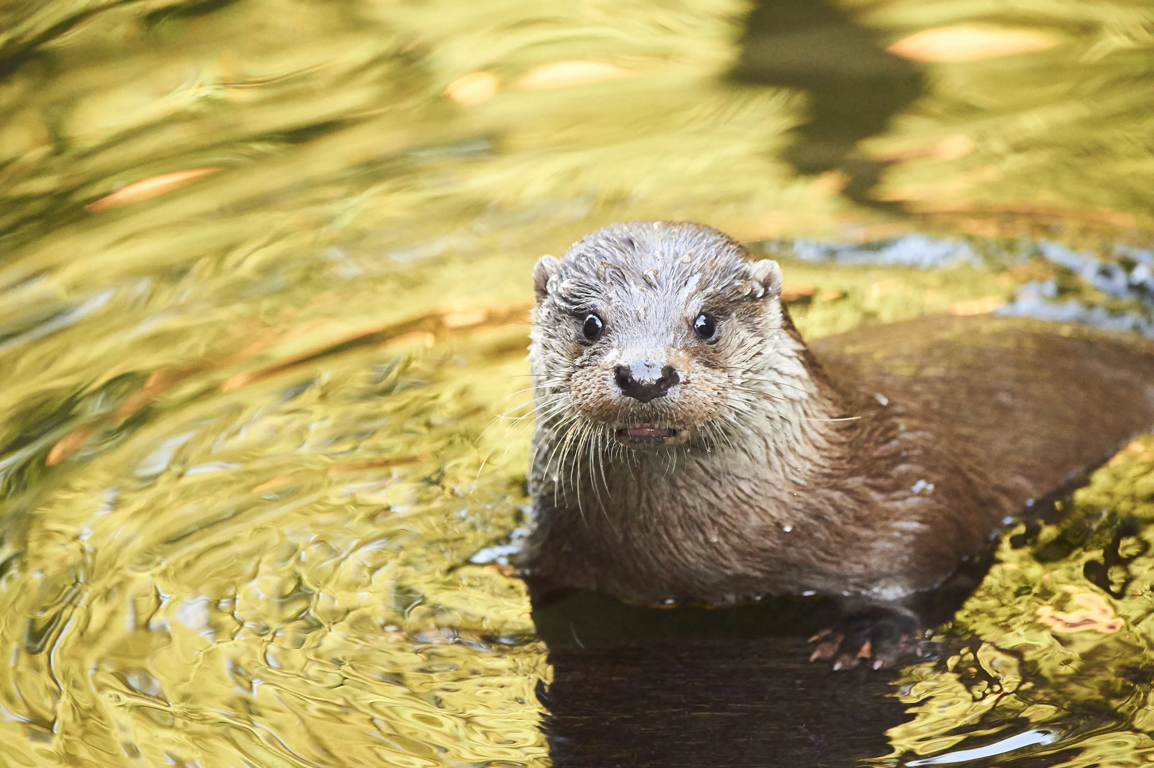 Bekijk hier de comeback: De otter is terug in De Biesbosch!