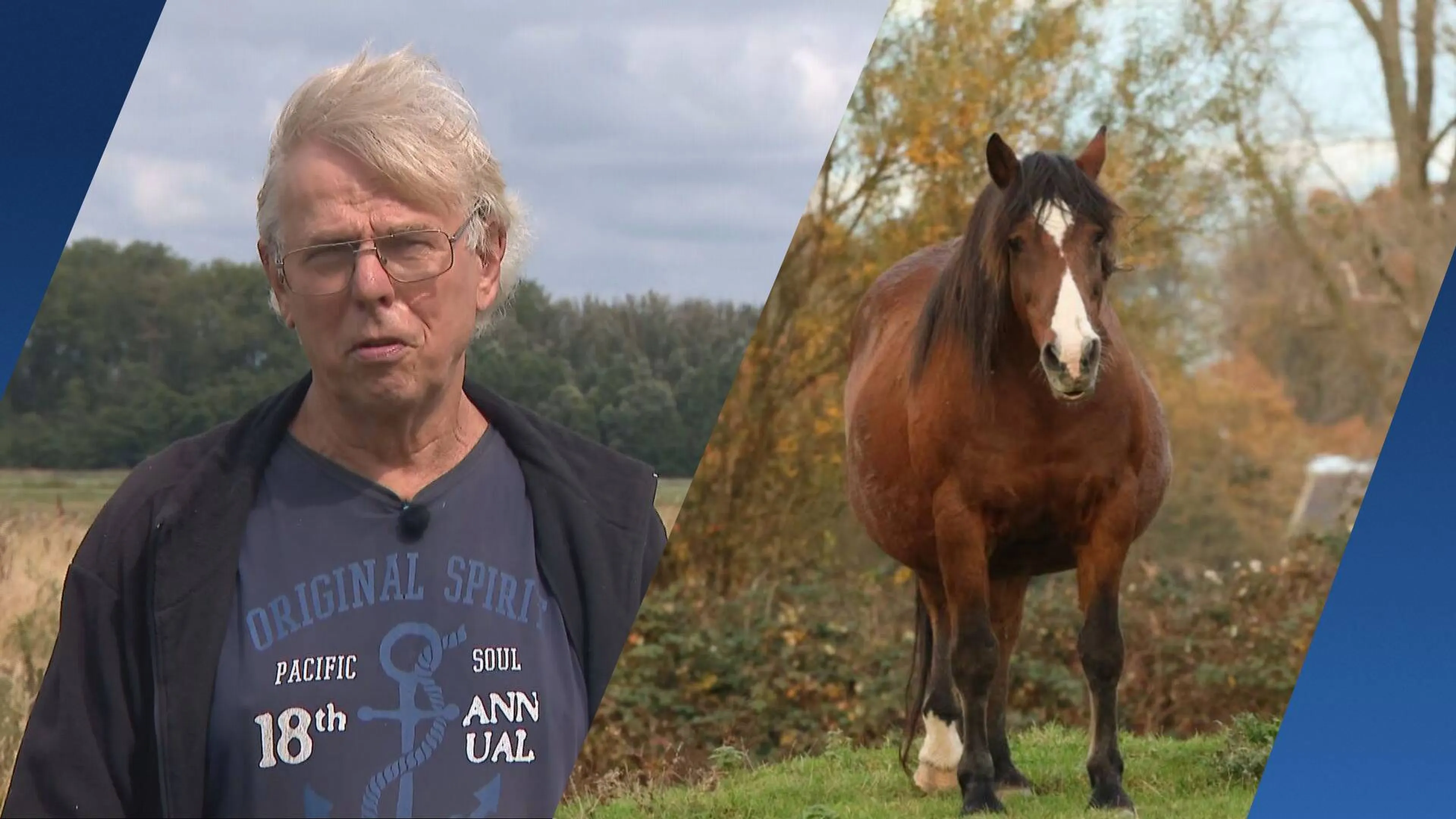 Gestolen pony Sjaam na bijna een maand weer thuis: 'Gat in de lucht gesprongen'