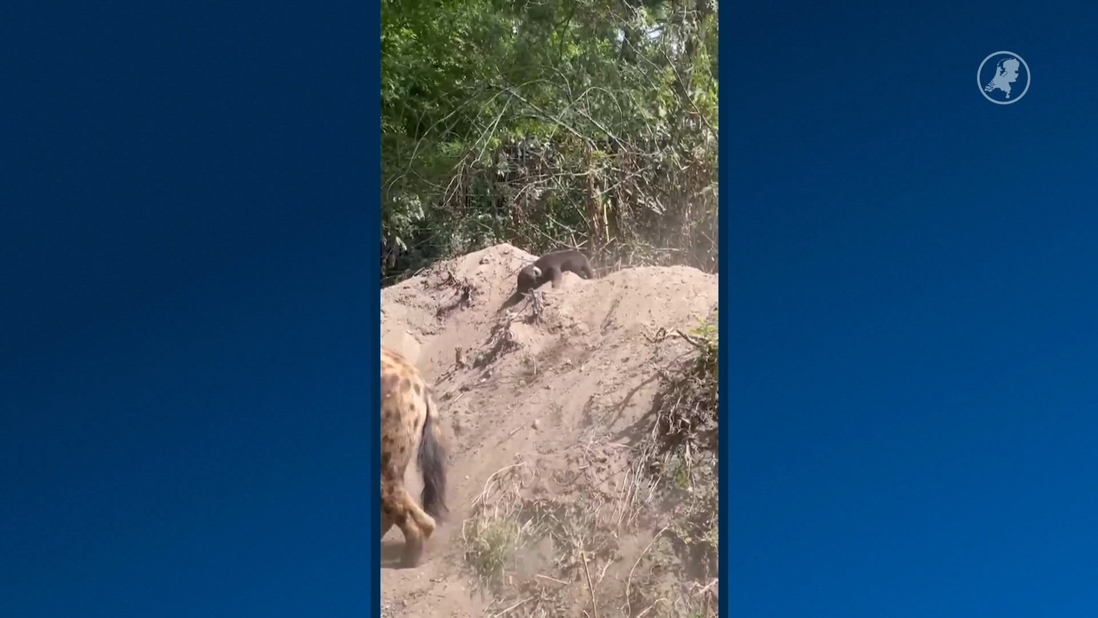Blijdorp verwelkomt nieuw hyenajong