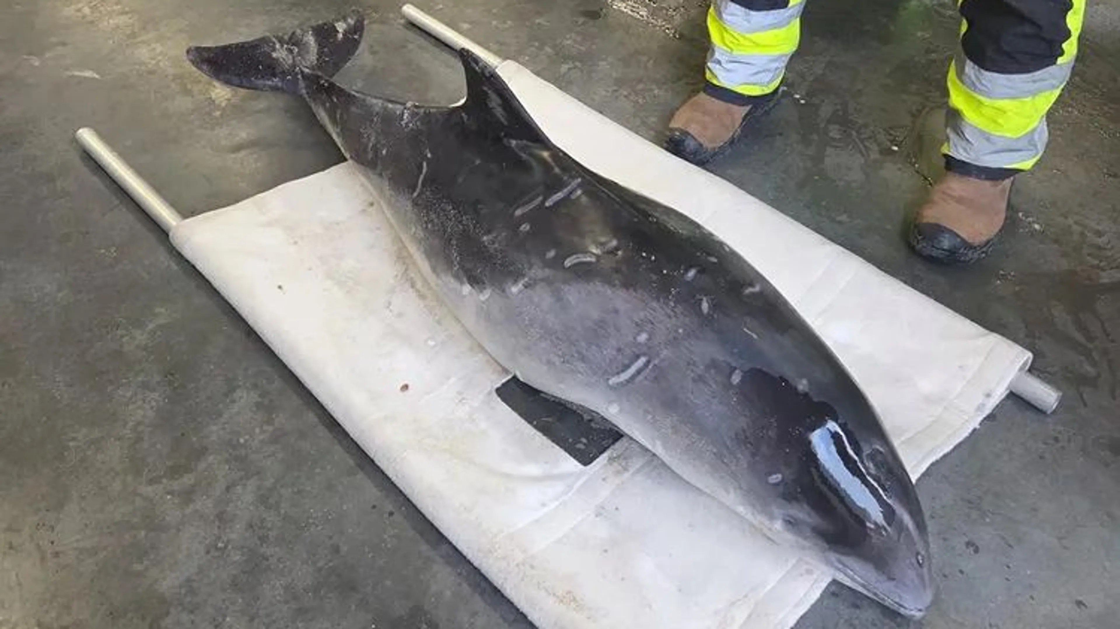 Bruinvis aangespoeld op strand bij Monster, dier later overleden