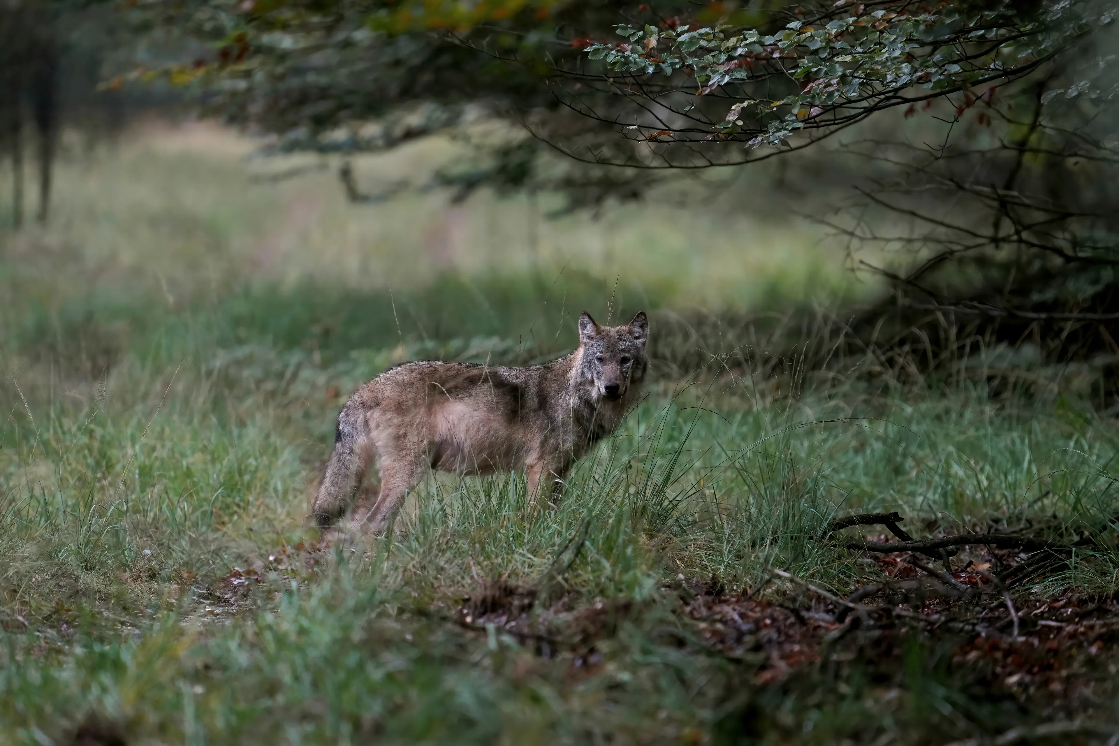 Zeker 56 wolvenwelpen geboren in Nederland, mogelijk zijn het er meer