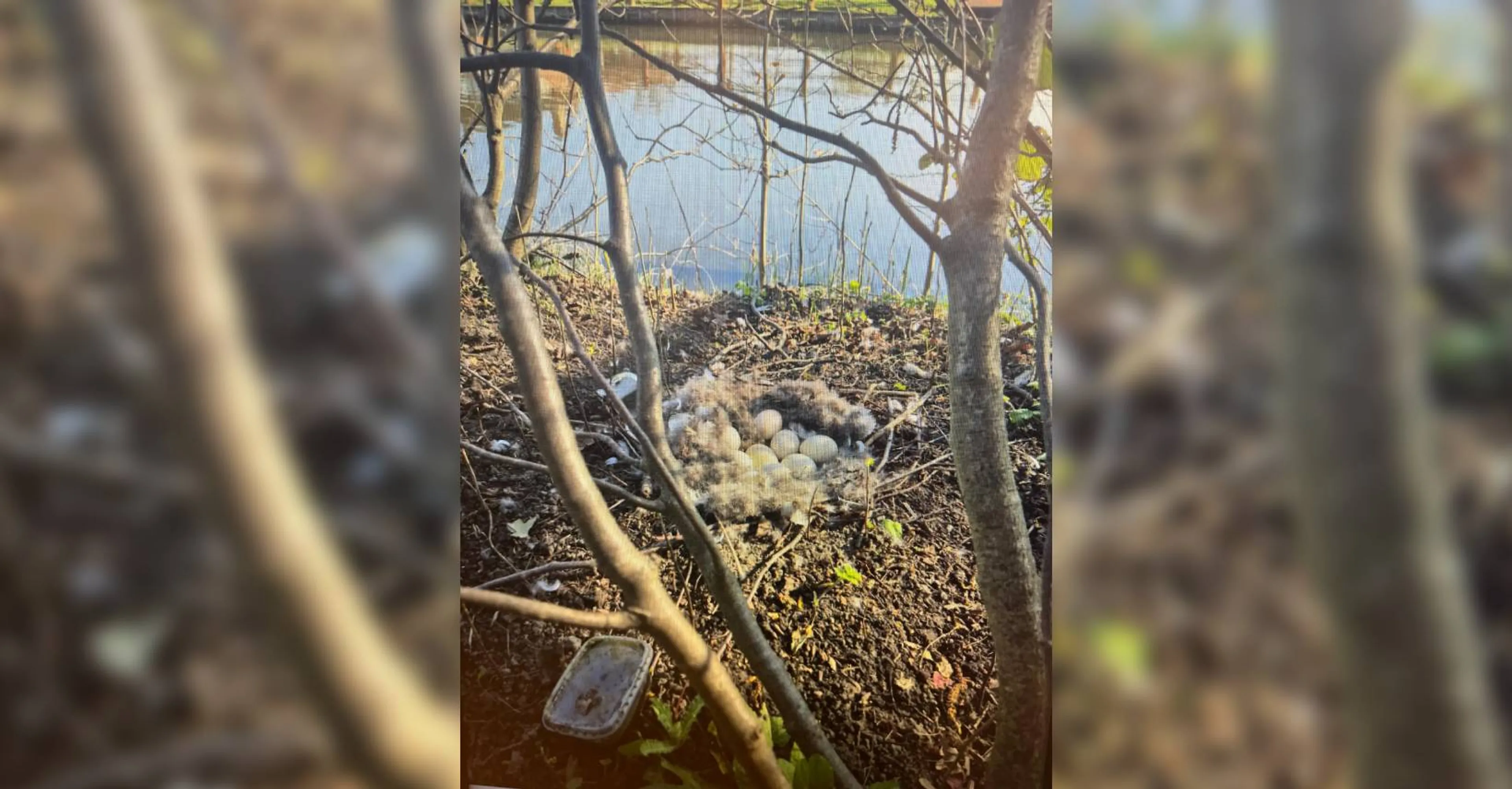 Visser jaagt broedende gans weg in Den Haag, eieren verdwenen