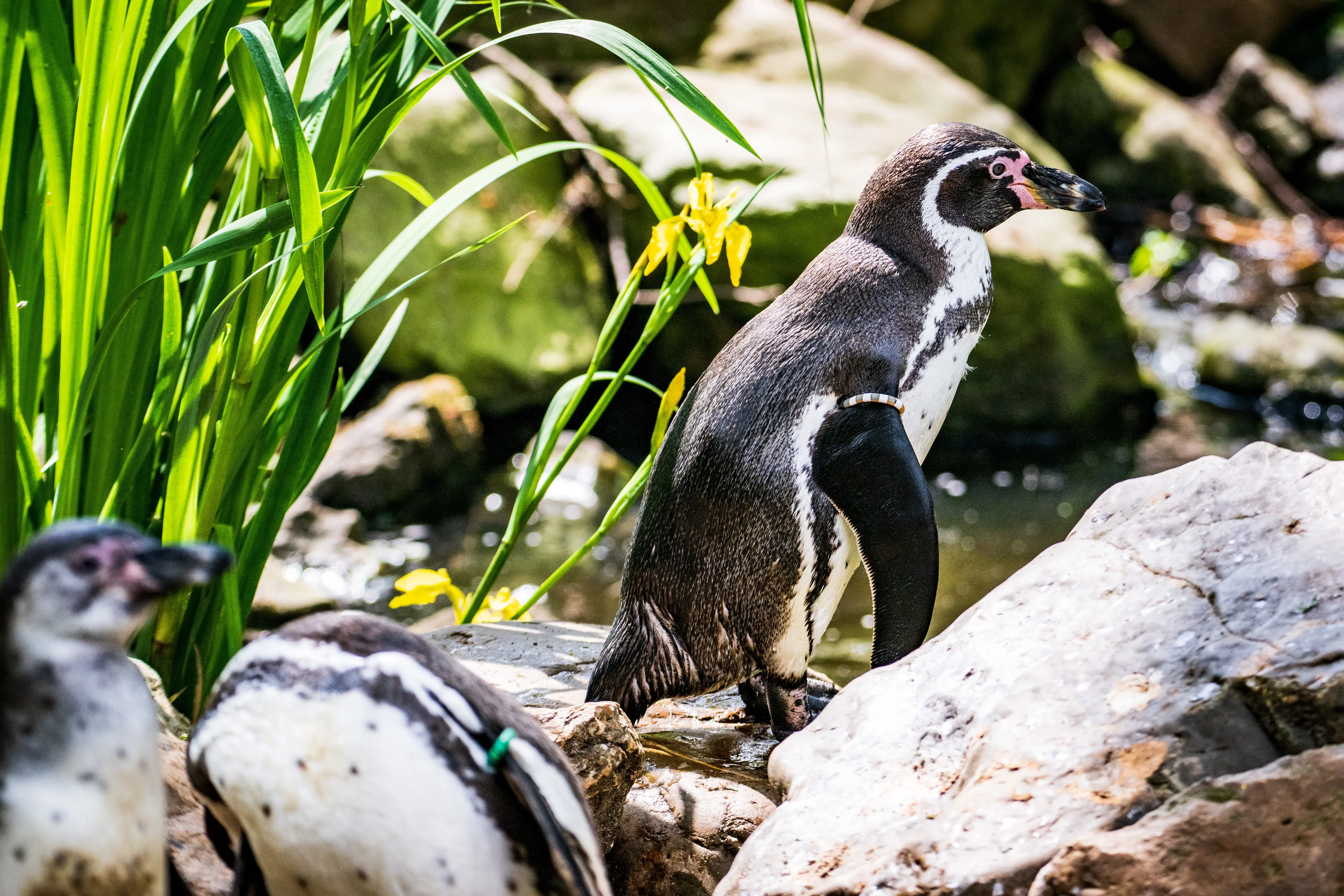 Raadselachtige pinguïnsterfte: meer dan tien dieren overleden in AquaZoo Leeuwarden