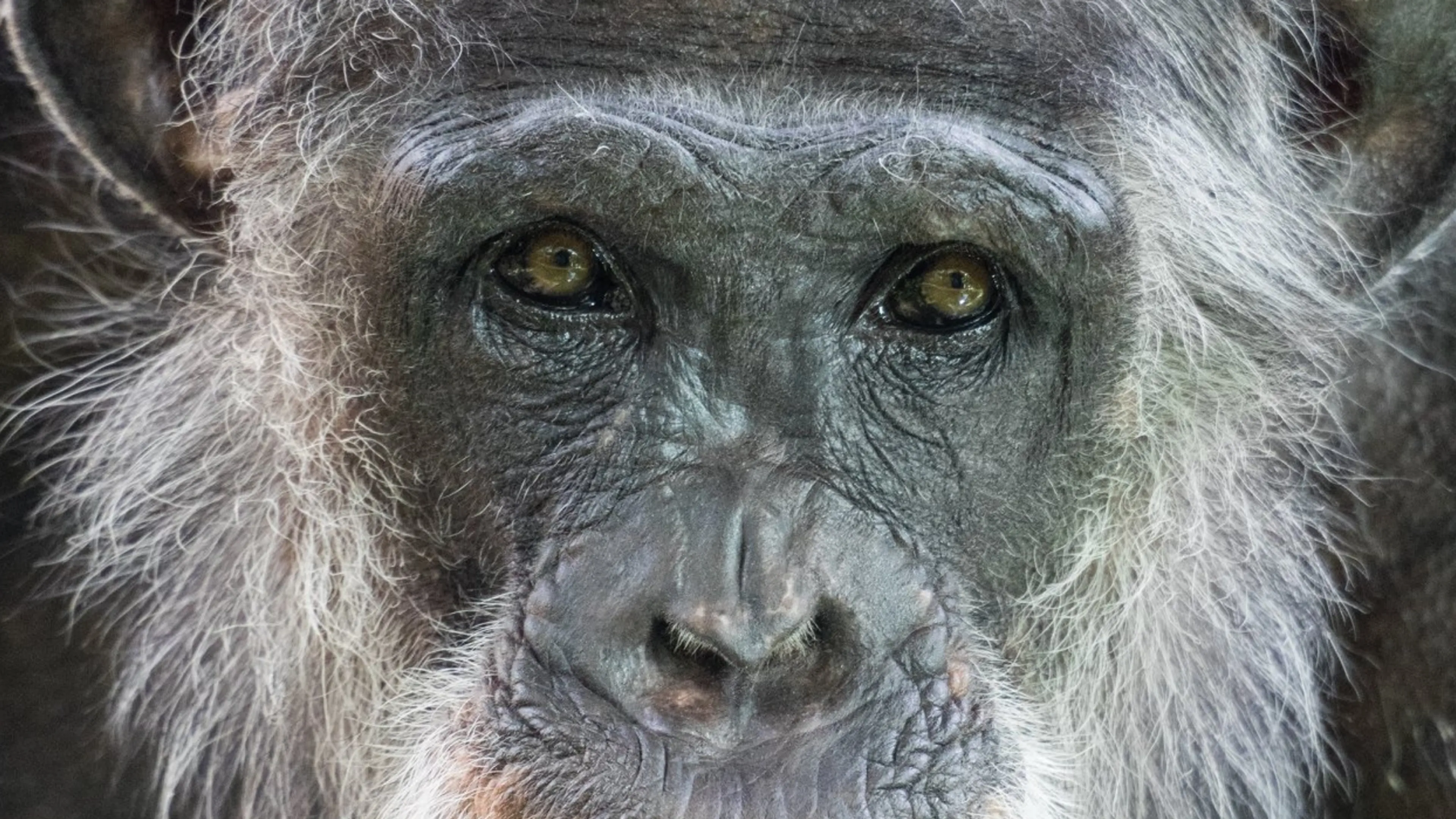 Twee chimpansees doodgeschoten na ontsnapping in DierenPark Amersfoort