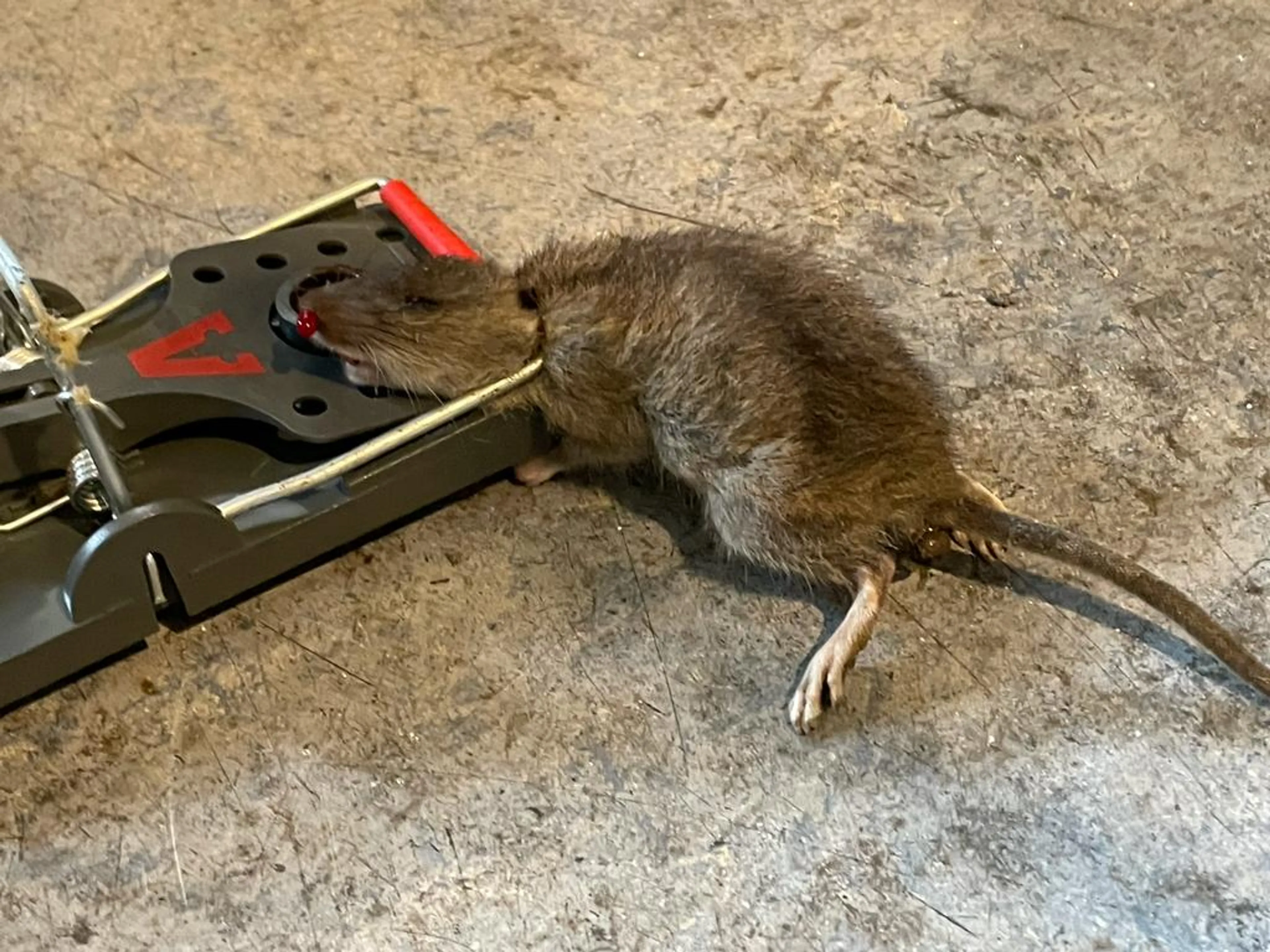 Denise vlucht woning uit, ratten nemen boel over: 'Het vreet aan me'