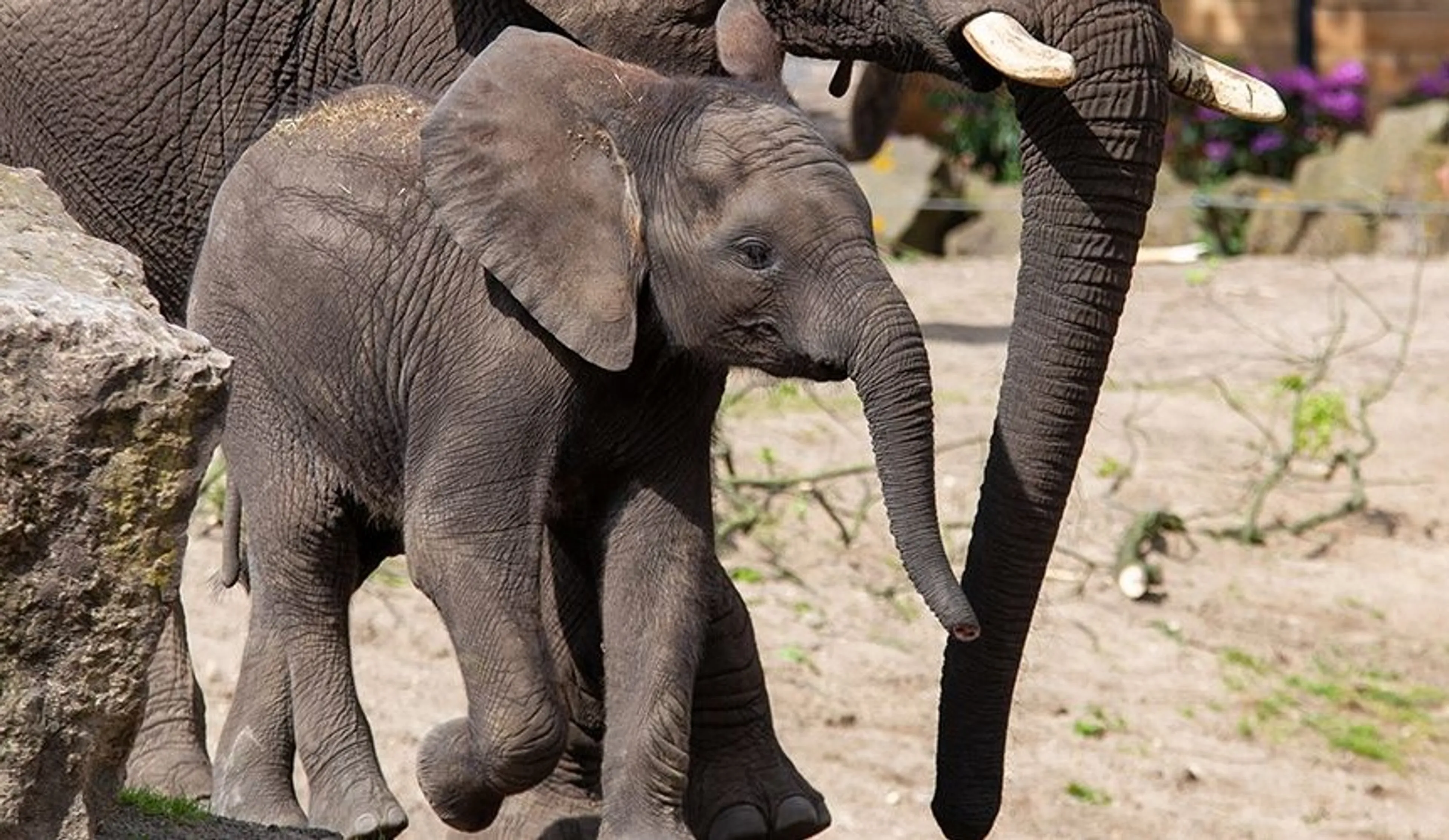 Olifant Bumi (3) plotseling overleden in Ouwehands Dierenpark Rhenen
