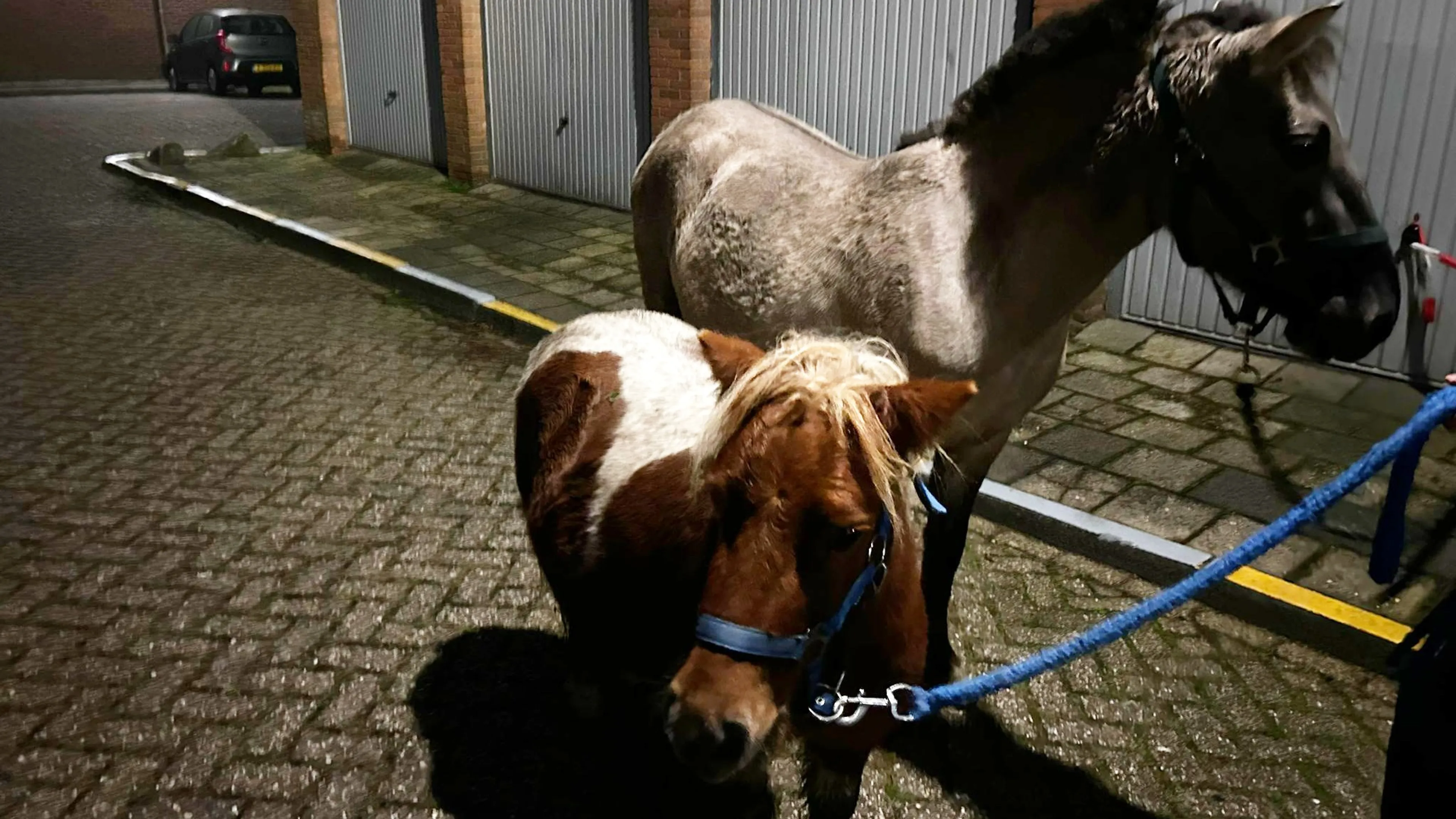 Pony's ontsnappen uit stal en duiken op bij winkelcentrum Alblasserdam