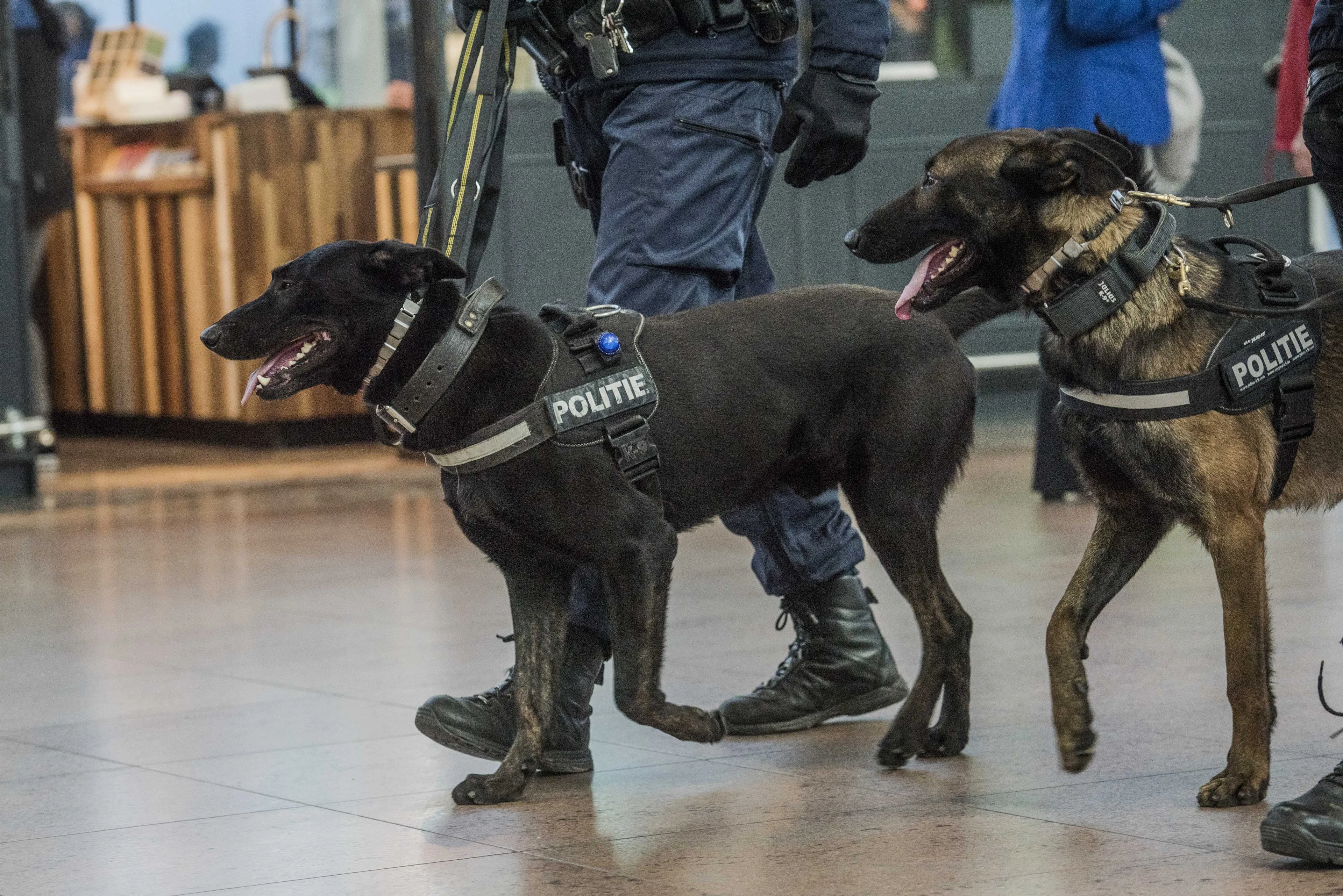 'Politiehonden nog steeds met verboden stroomhalsband getraind'