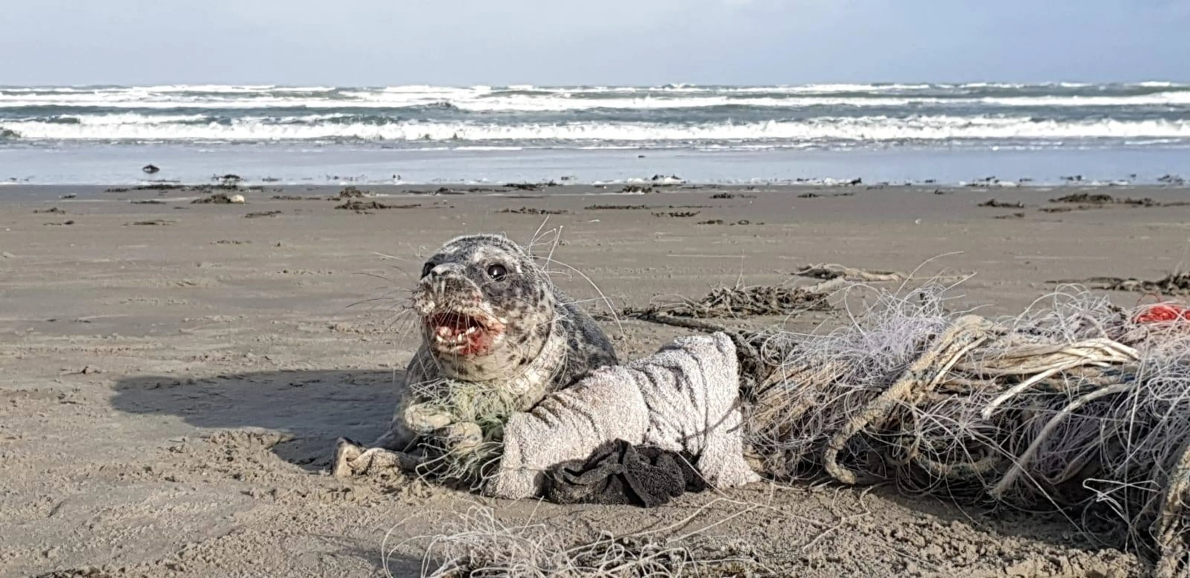 Verstrikte zeehond na urenlange reddingsoperatie gered op strand Ameland