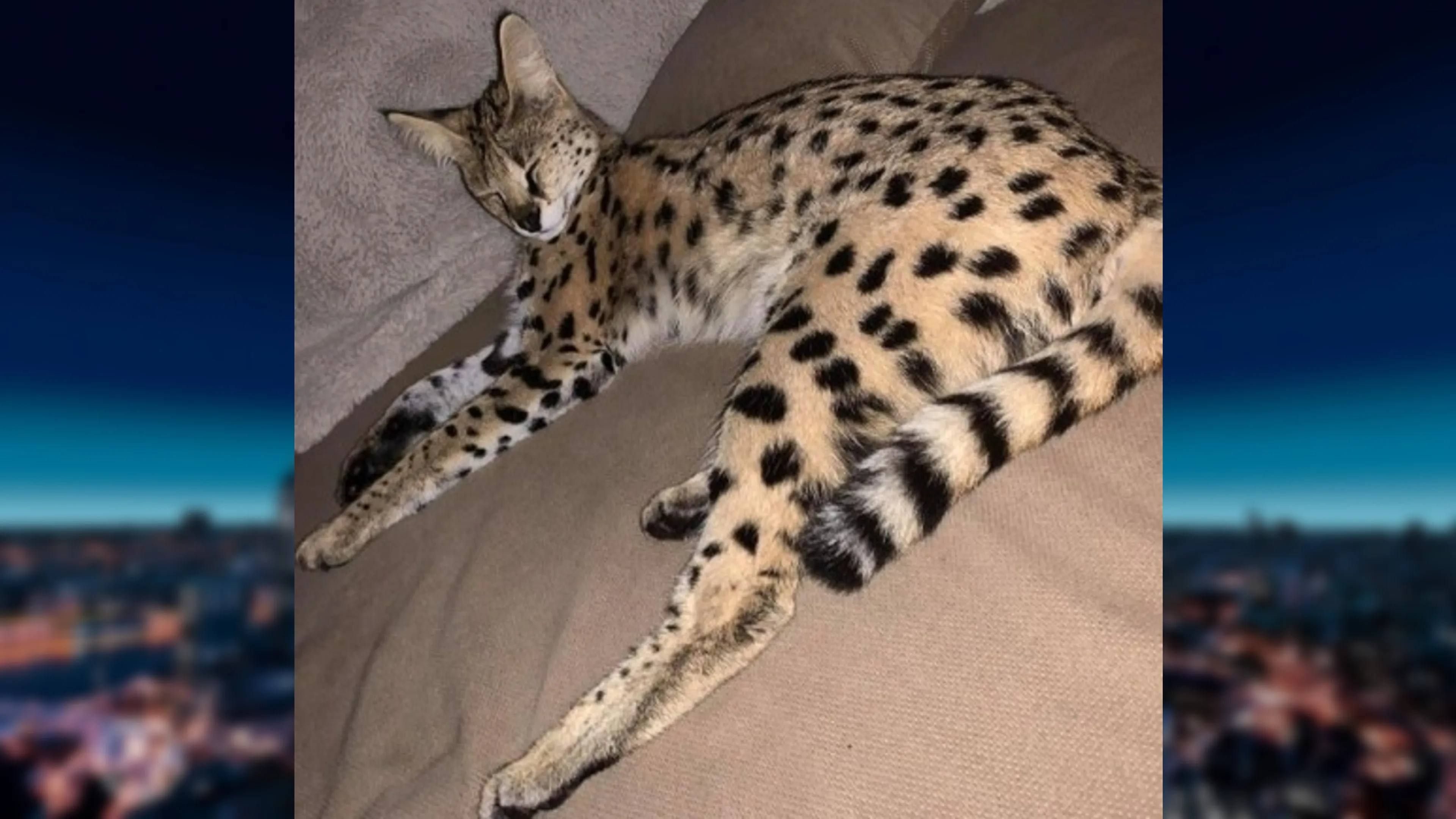 Klopjacht op serval Lareina die al week vermist wordt in Hilversum