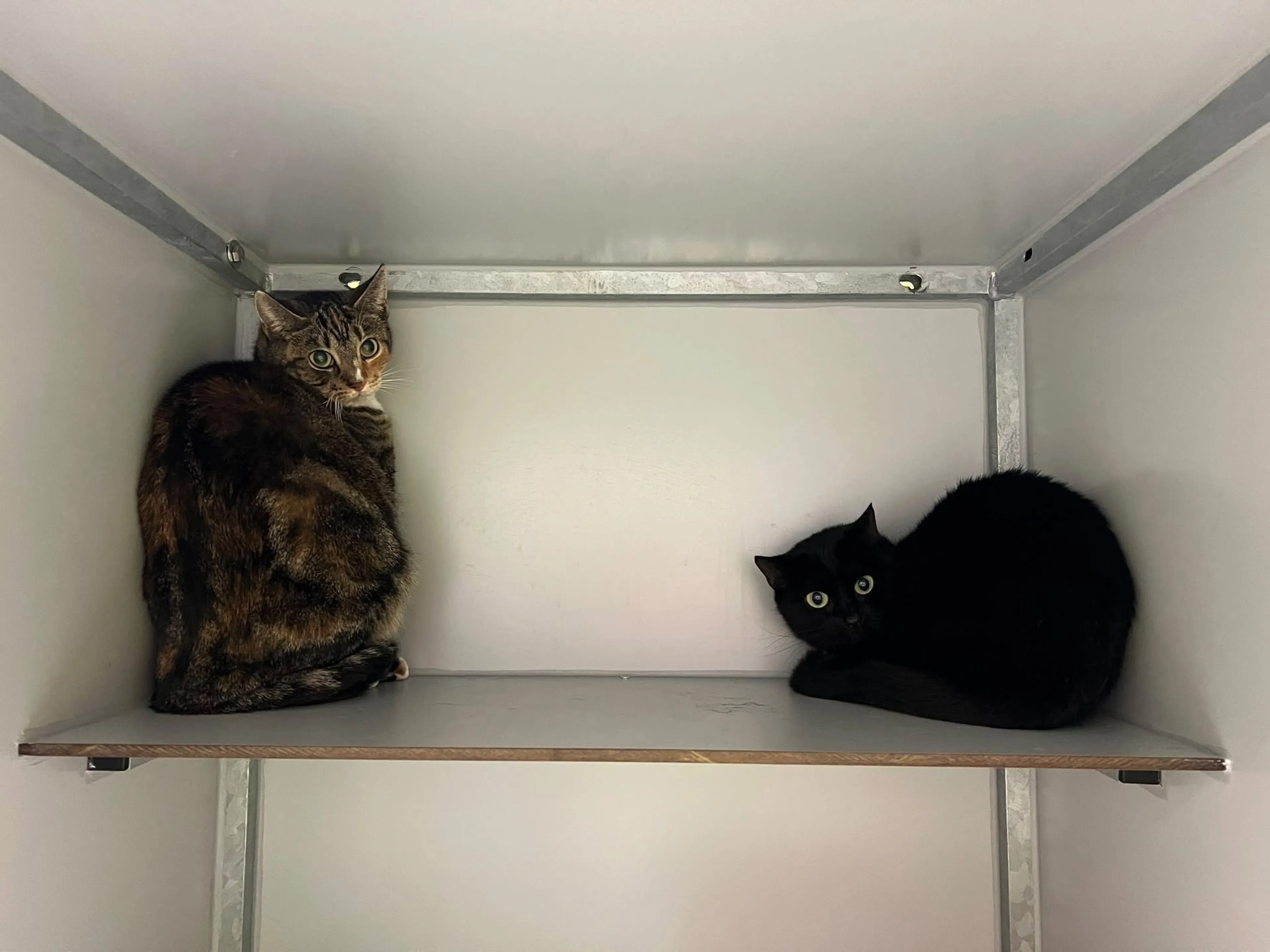'Het spijt me': twee katten achtergelaten bij buurtkast in Leusden