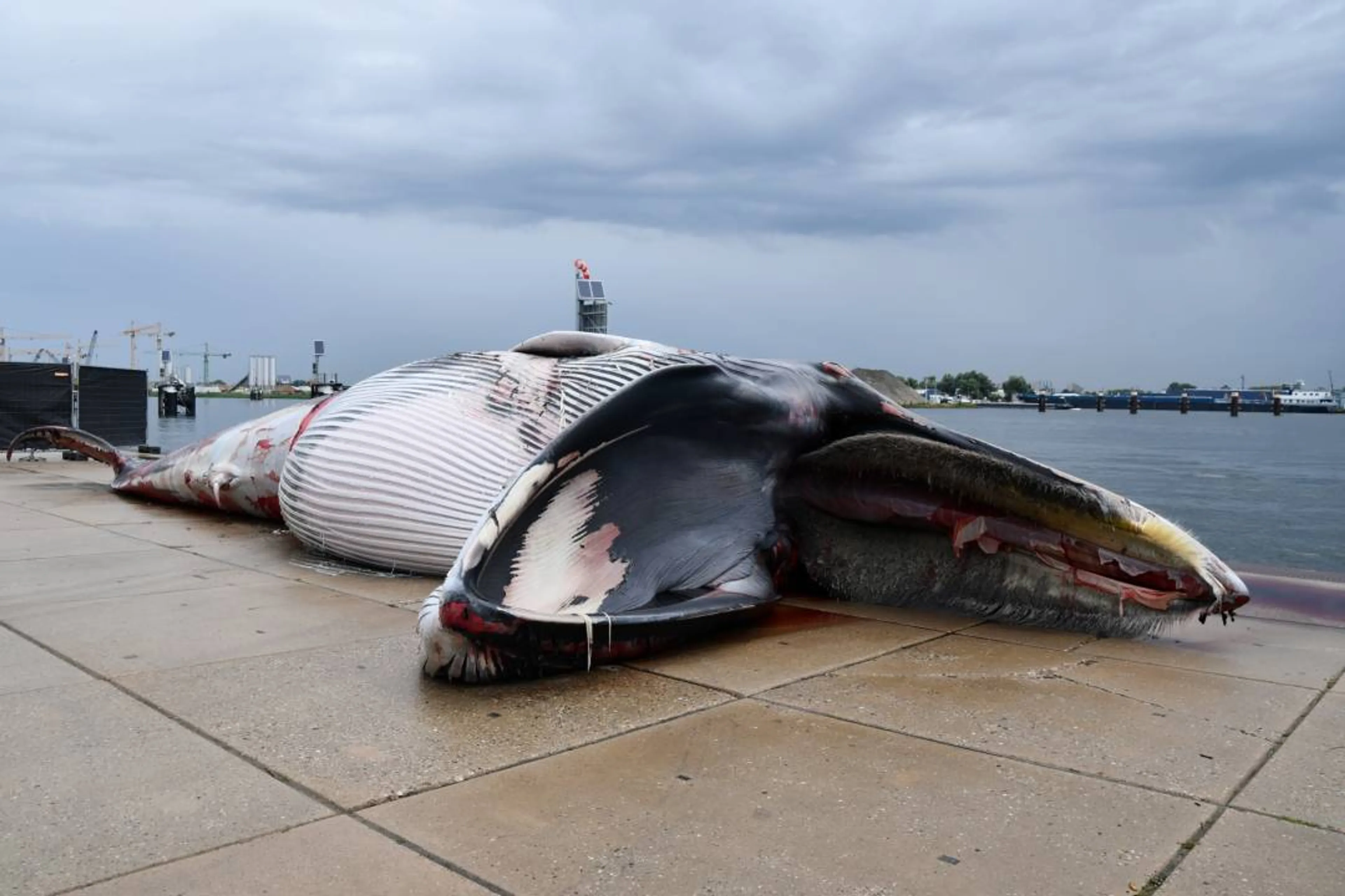 Reusachtige dode vinvis duikt op in haven Terneuzen