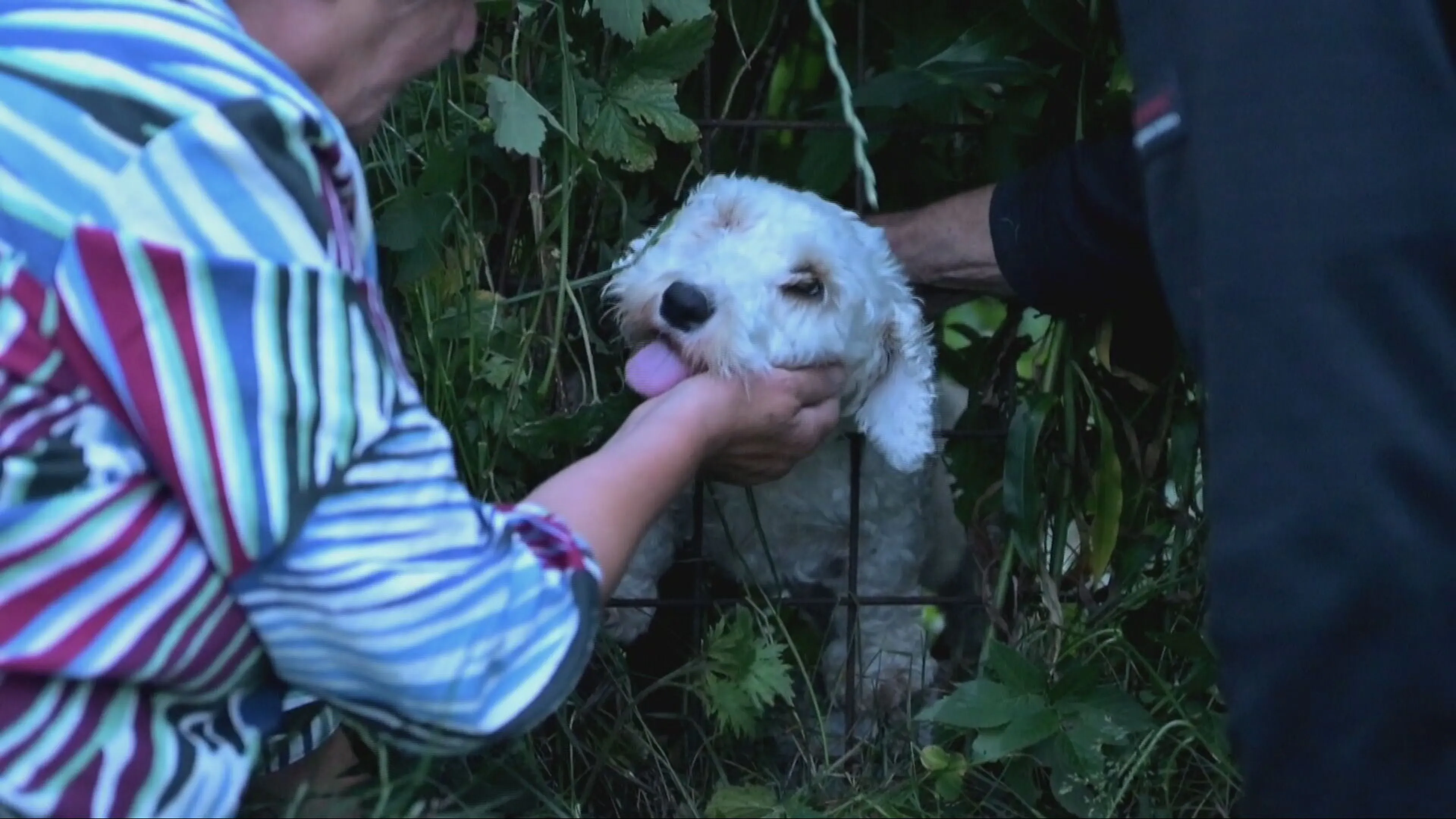 Hartverwarmende redding in Sneek: hondje weer vrij na klemzitten hek