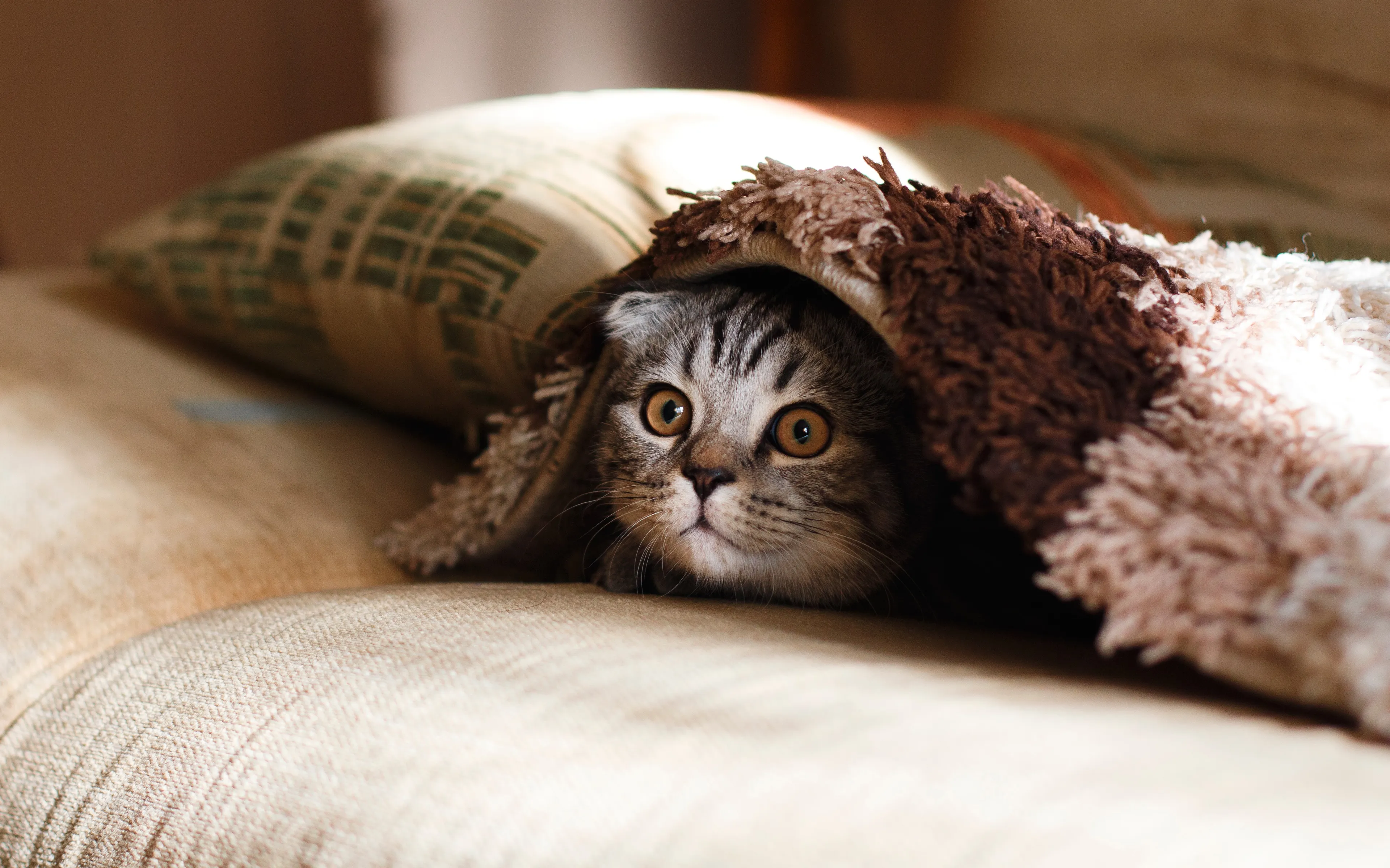 Poes Vlekkie ontsnapt op Schiphol en is spoorloos