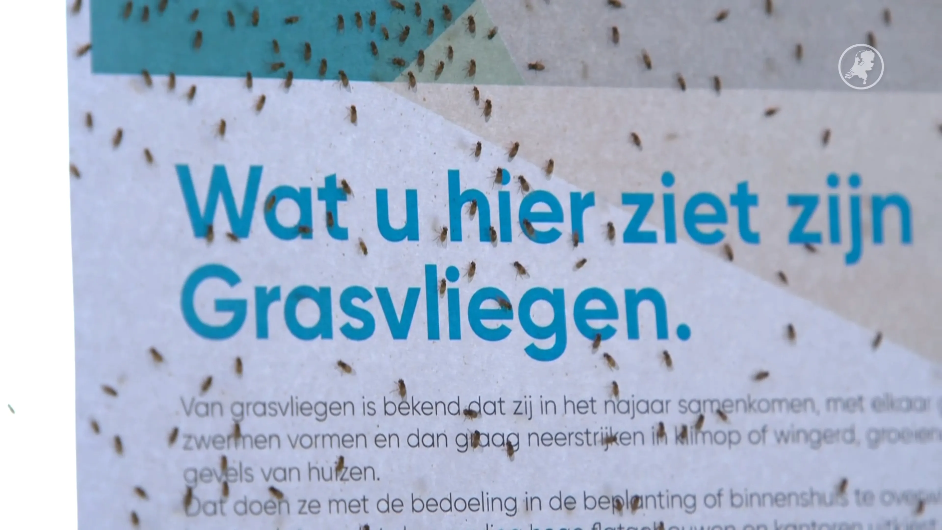 Grasvliegjes nemen flat Breda over: 'Ramen en deuren kunnen niet open'