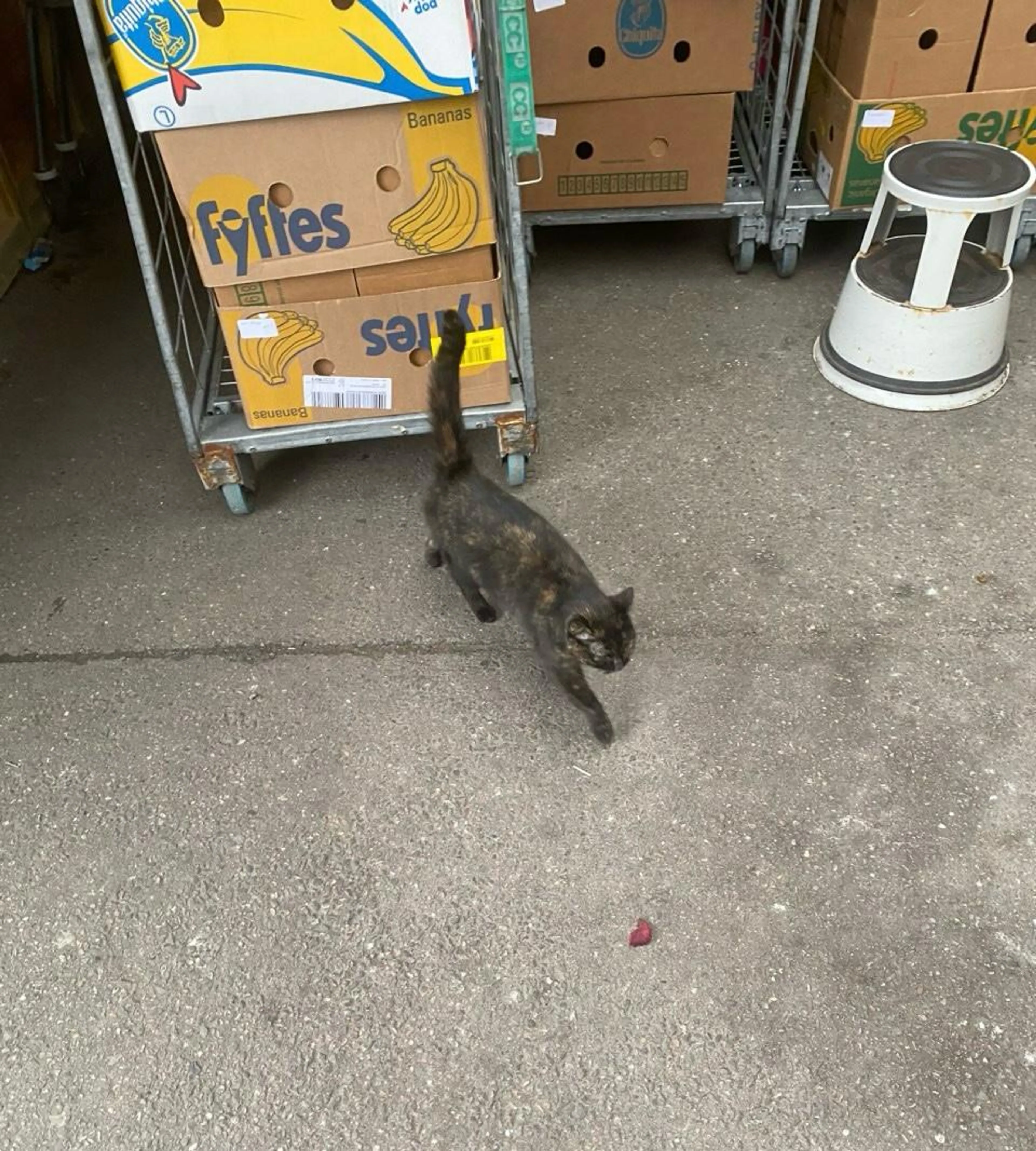 Vermiste Brabantse poes Minnie tientallen kilometers verderop teruggevonden