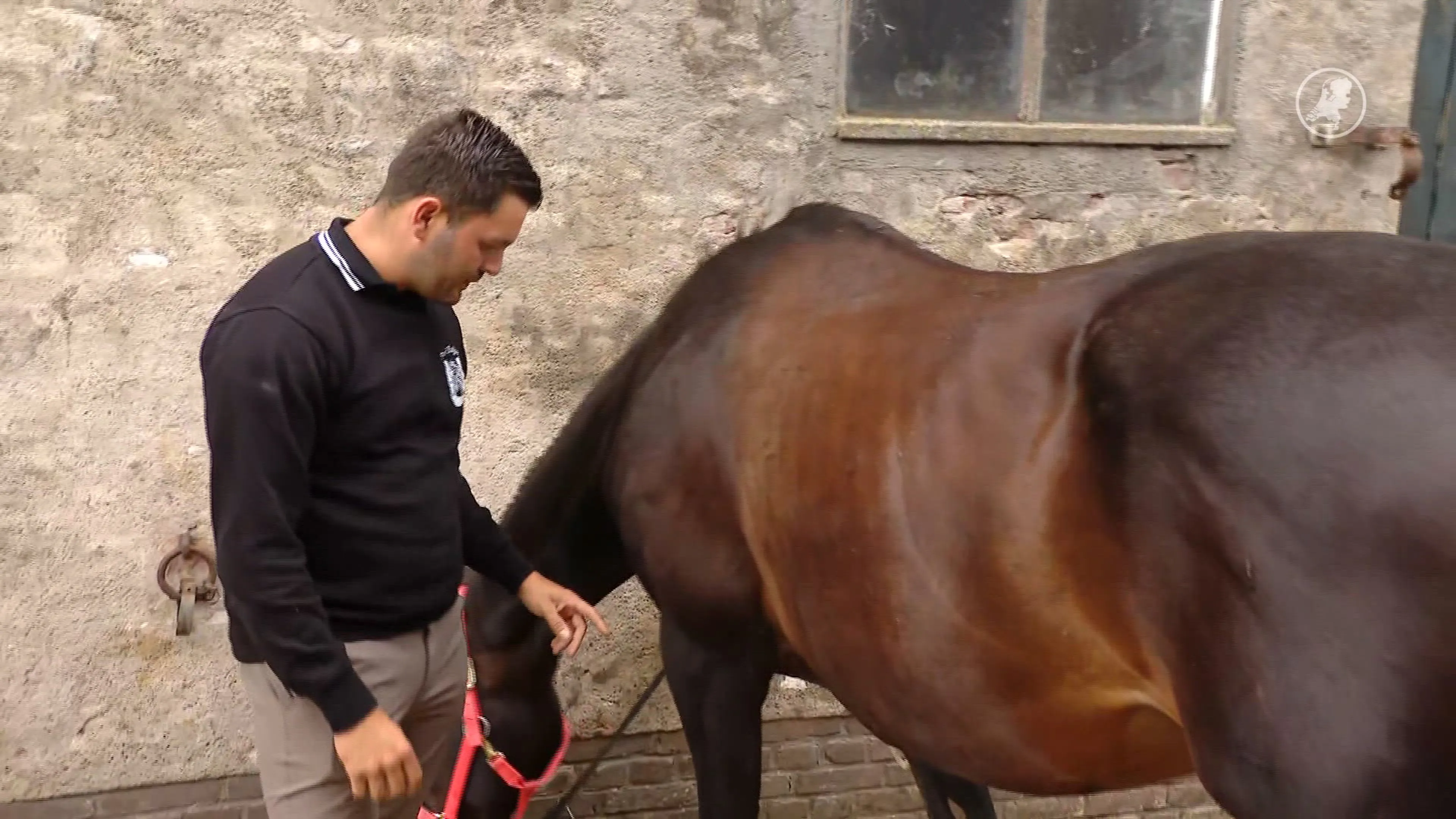 Grote zorgen onder paardeneigenaren na aanval op twee paarden