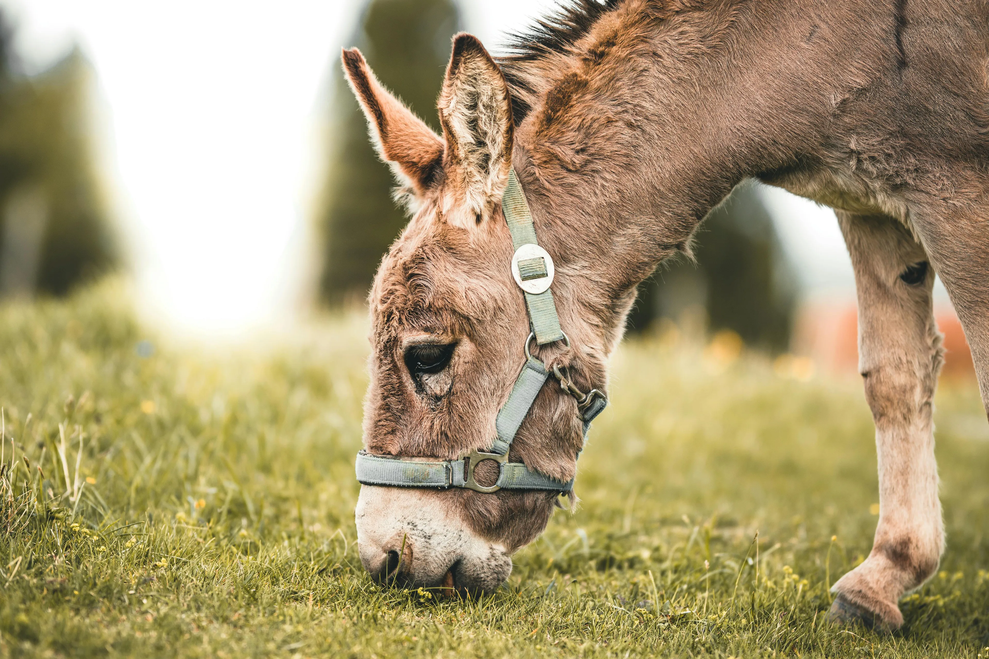 Ezel overlijdt na mishandeling bij kinderboerderij in Clinge