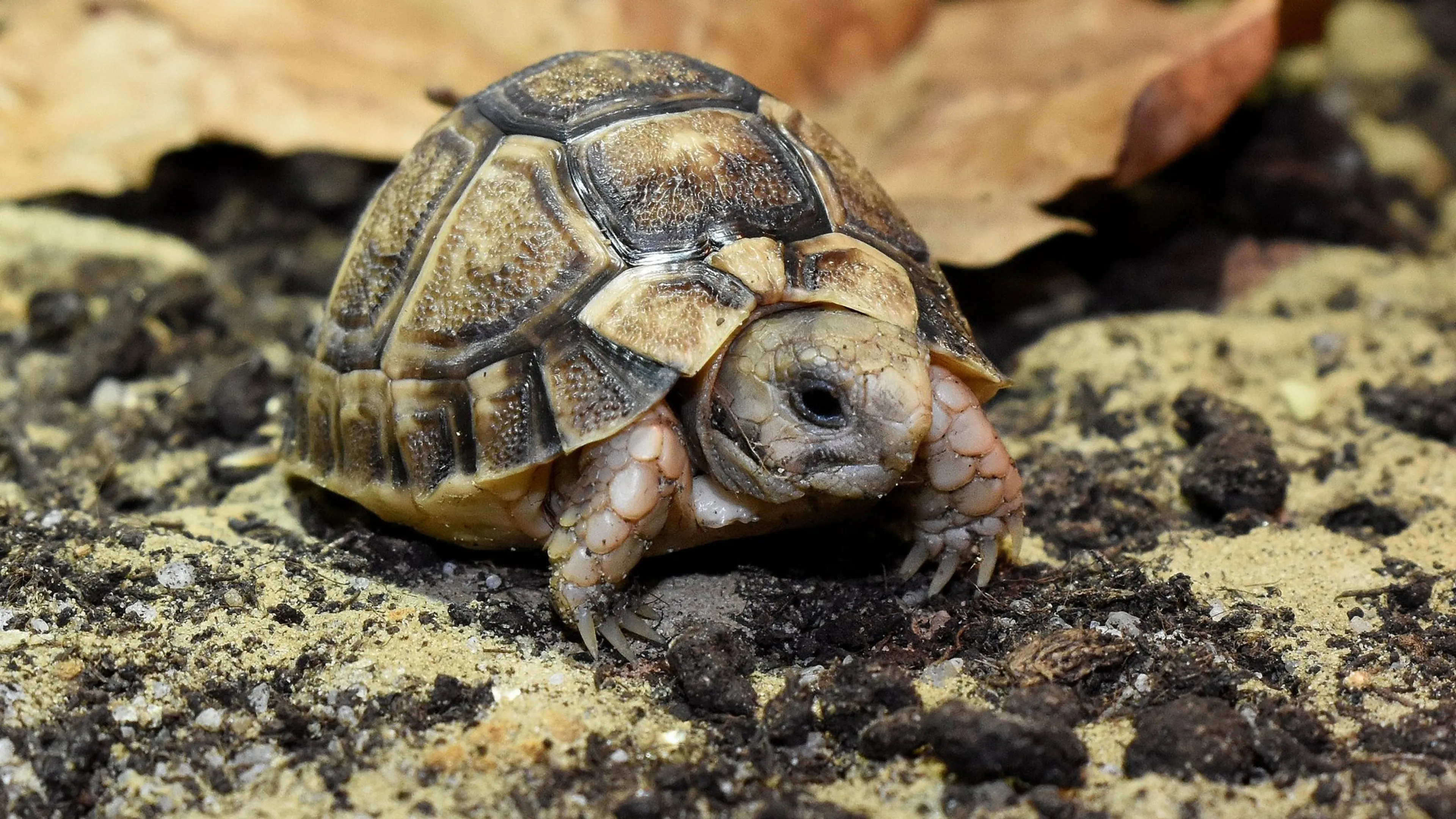 Piepklein schildpadje geboren in Blijdorp: 'Slechts 8,6 gram'