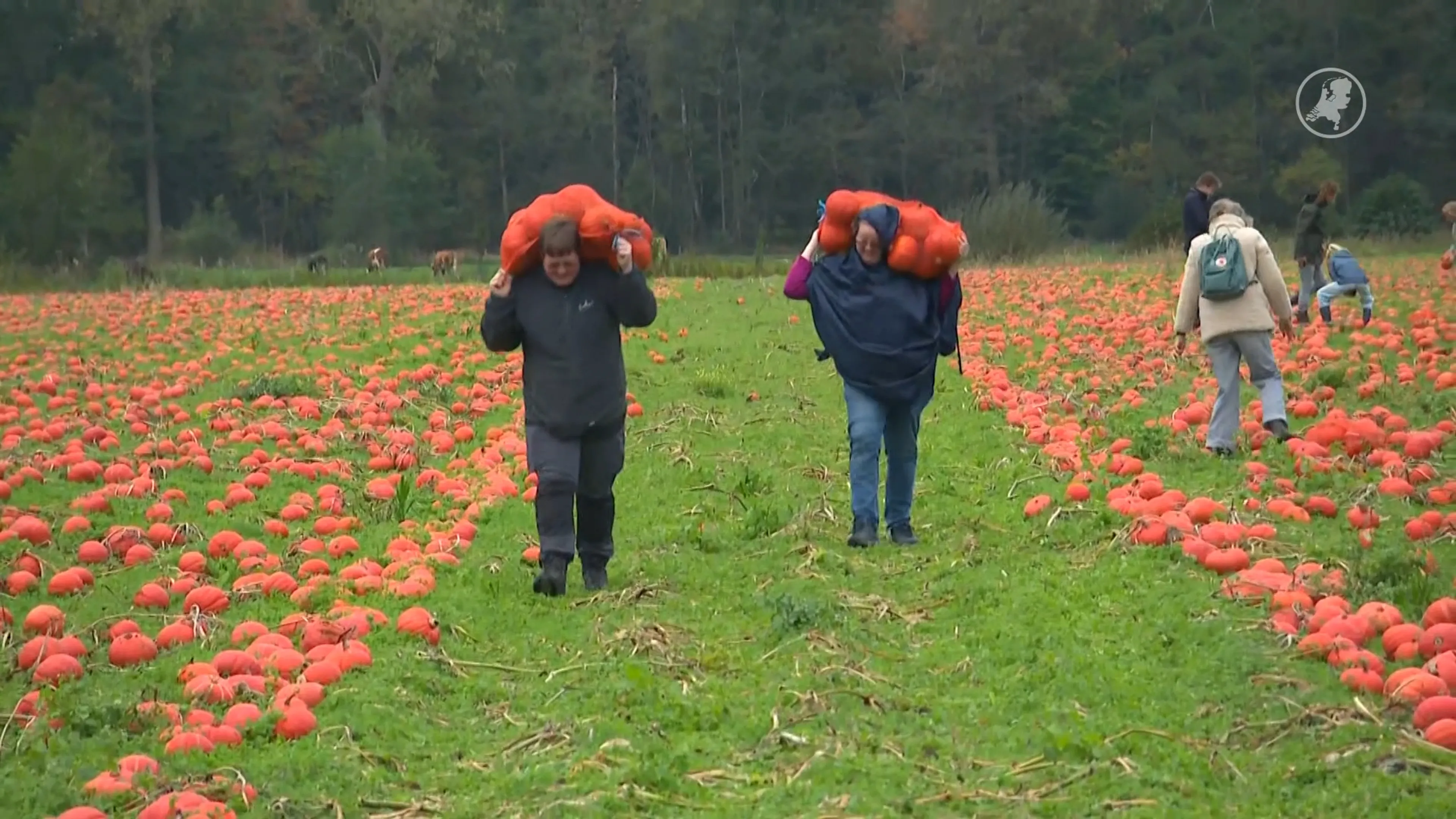Pompoenen te groot voor de supermarkt: boer organiseert Pompoenraapdag in Raalte