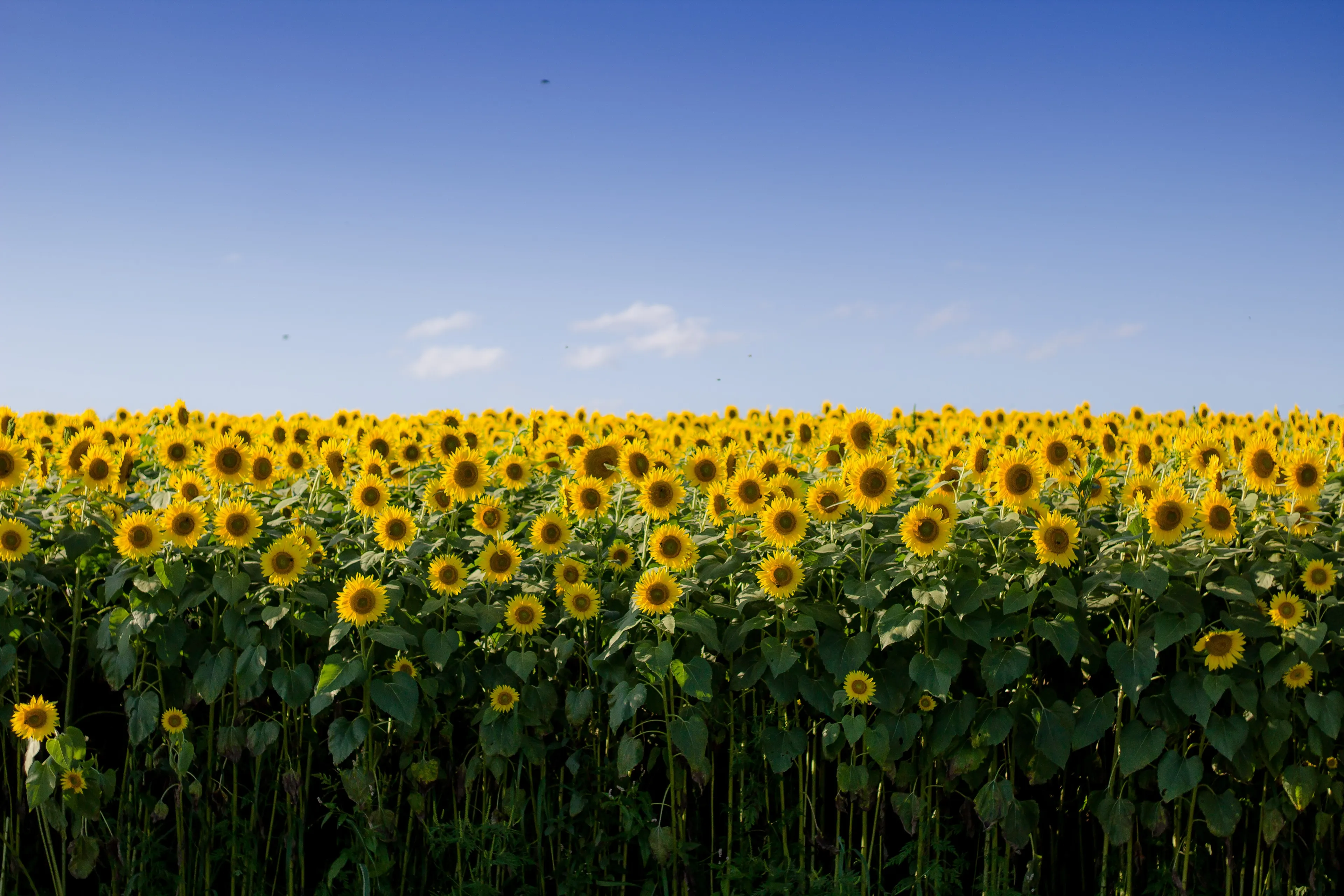Groningse boer geeft gratis zonnebloemen weg 'om de mensen een gelukkig gevoel te geven'
