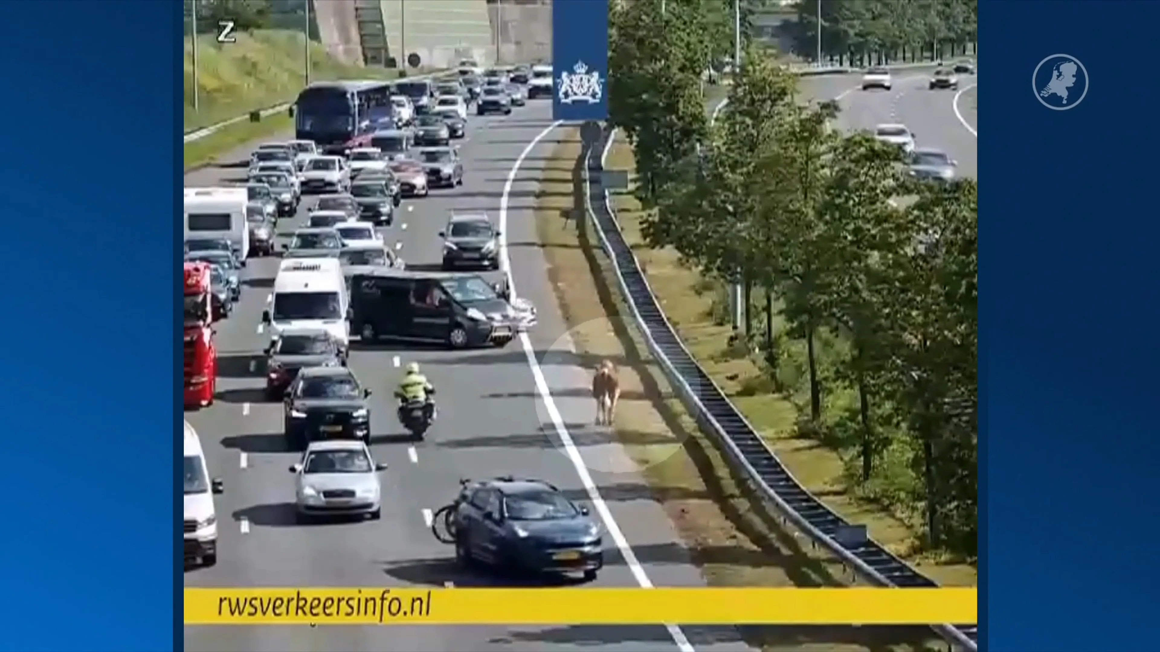 Loslopende koe zorgt voor chaos op A2