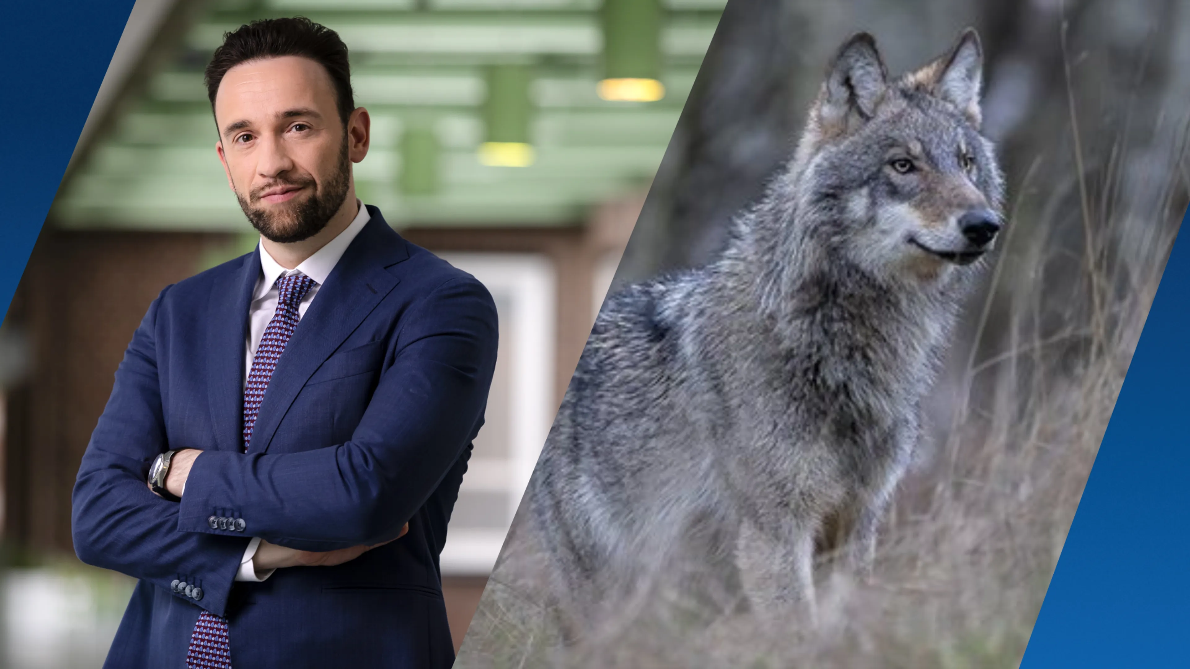 Staatssecretaris dreigt Kamer te passeren voor strengere wolvenaanpak