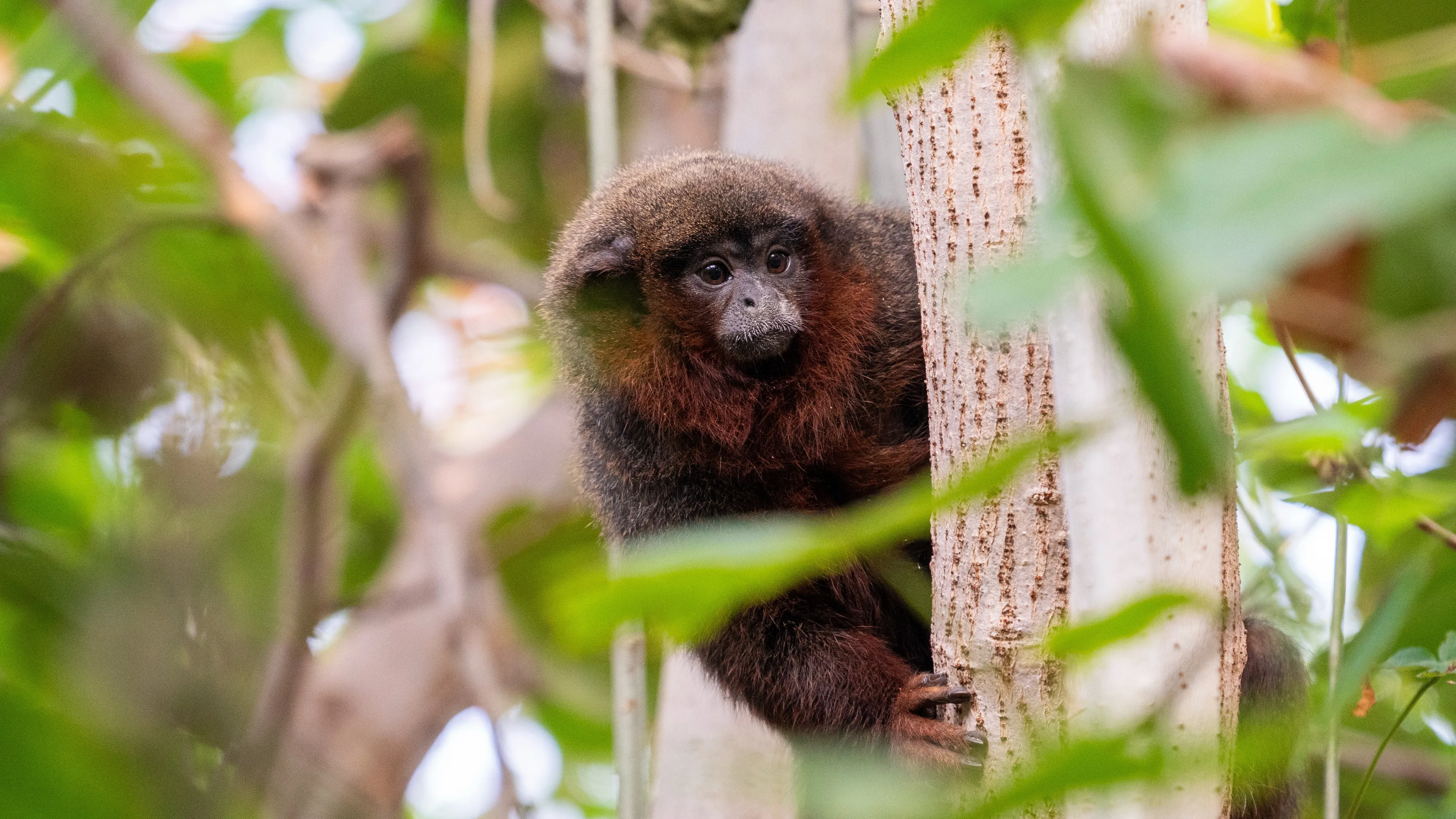ZIEN: Rode titi's nemen hun intrek in Burgers' Zoo