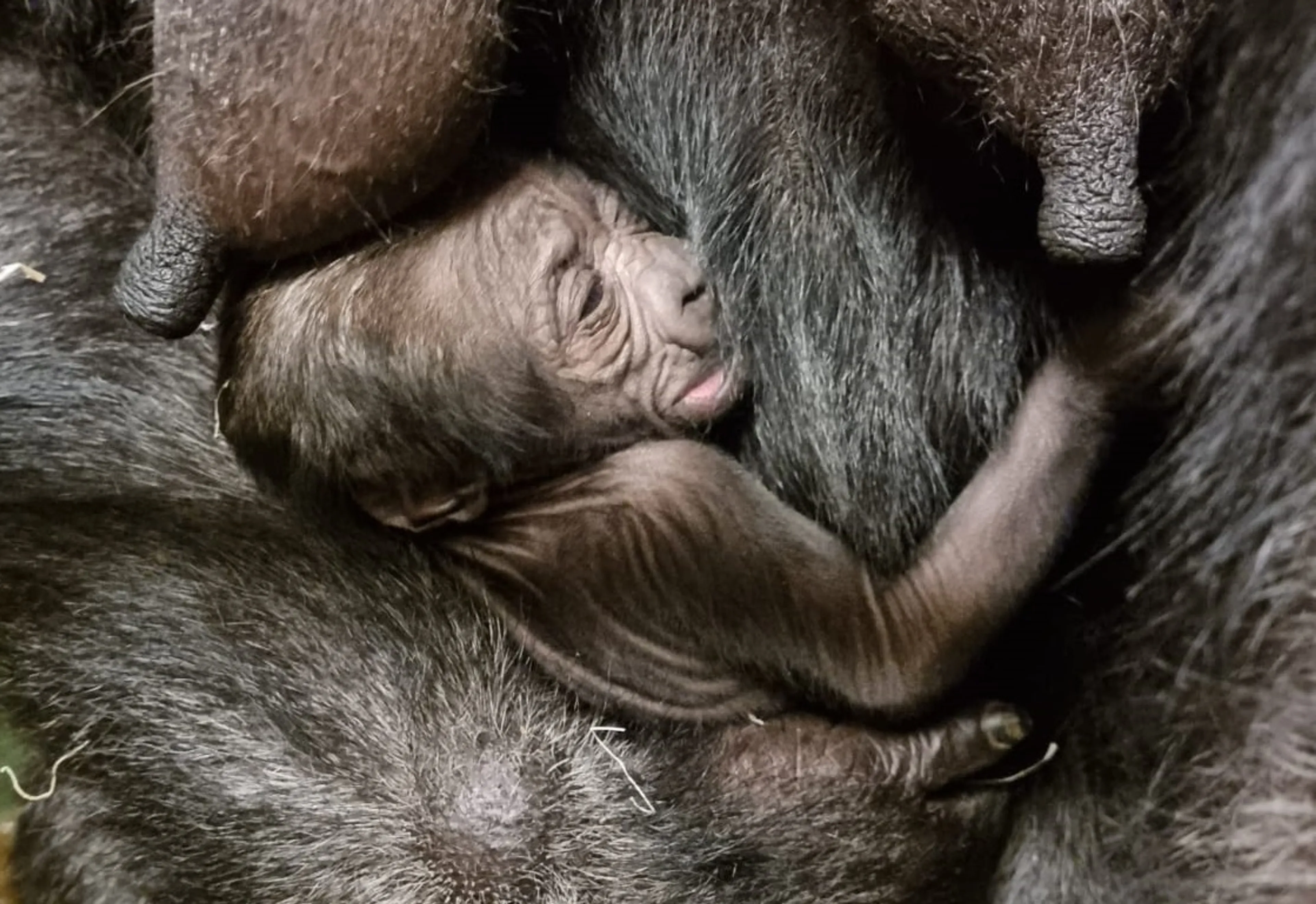 Gorilla geboren in Diergaarde Blijdorp, Bokito voor tiende keer vader