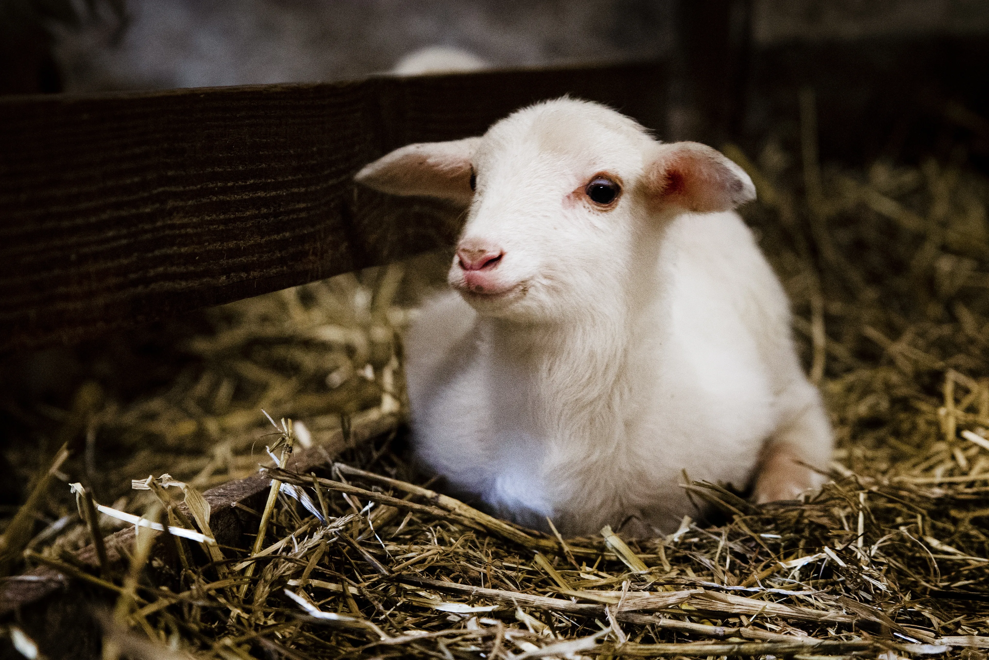 Vader geeft lammetje drinkyoghurt op kinderboerderij: ‘Kan doodziek worden’