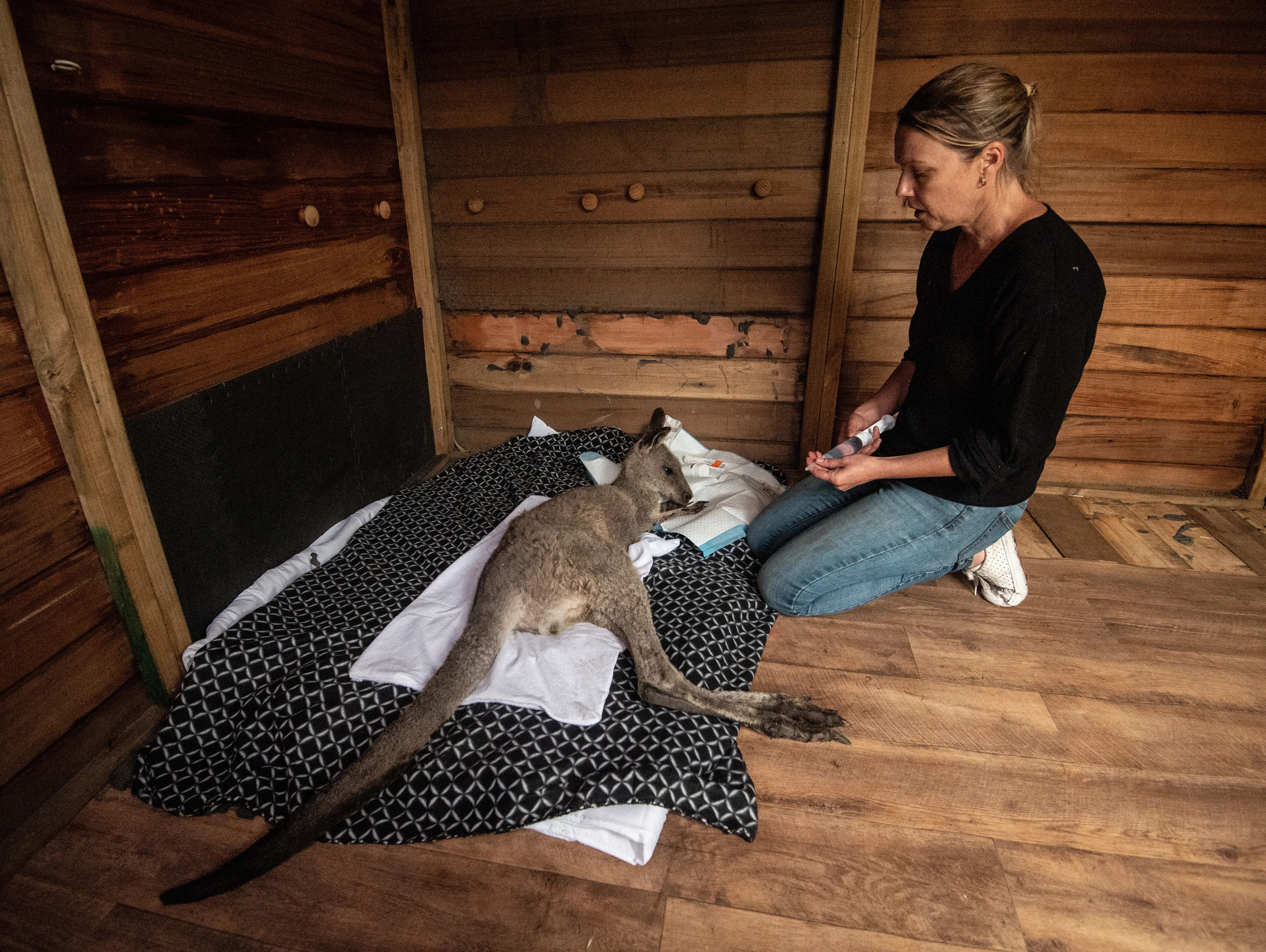 Tv-actie voor bedreigde dieren Australië, tot nu toe 2,4 miljoen voor noodhulp