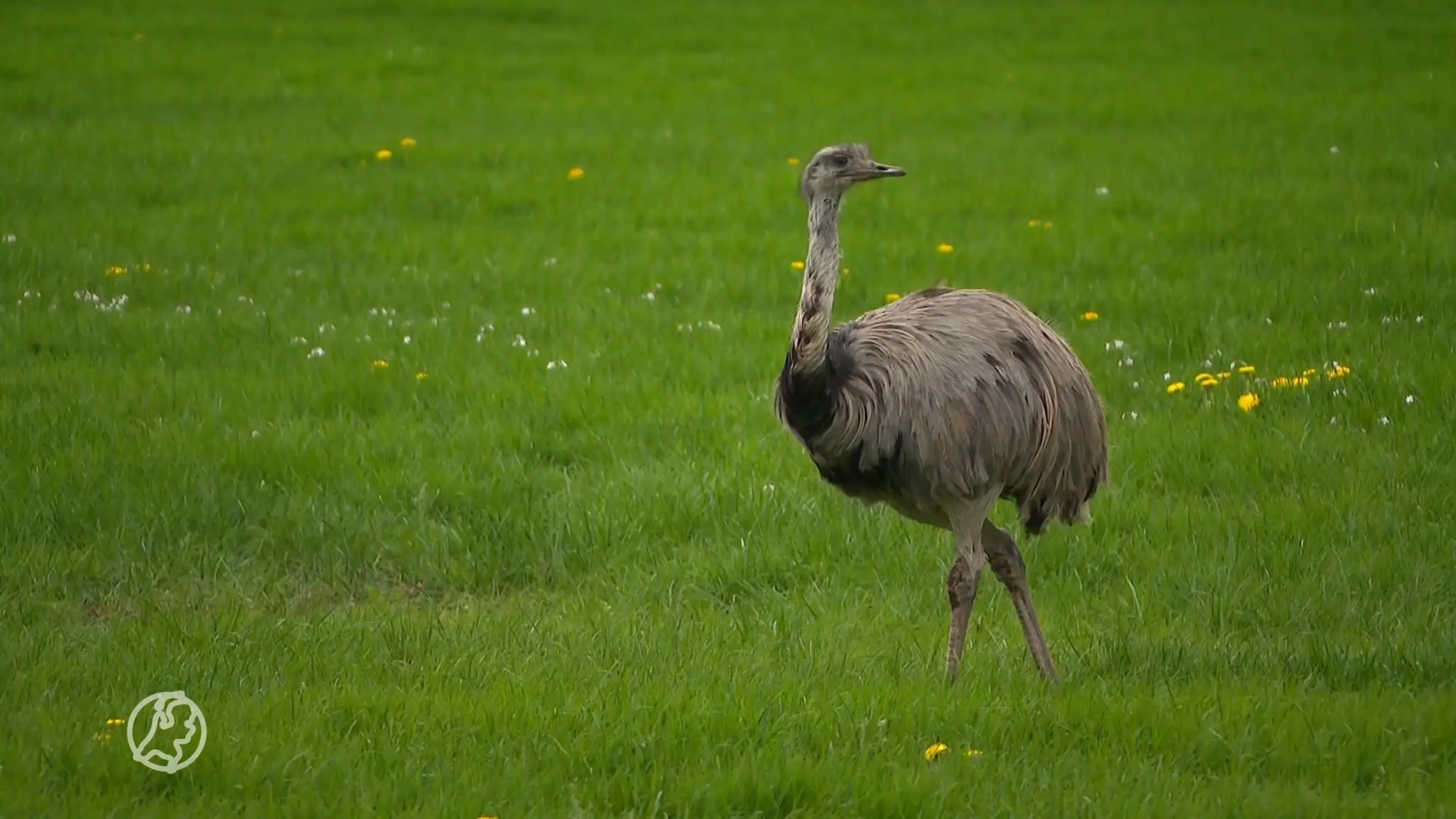 Gezocht: het baasje van deze reuze-vogel