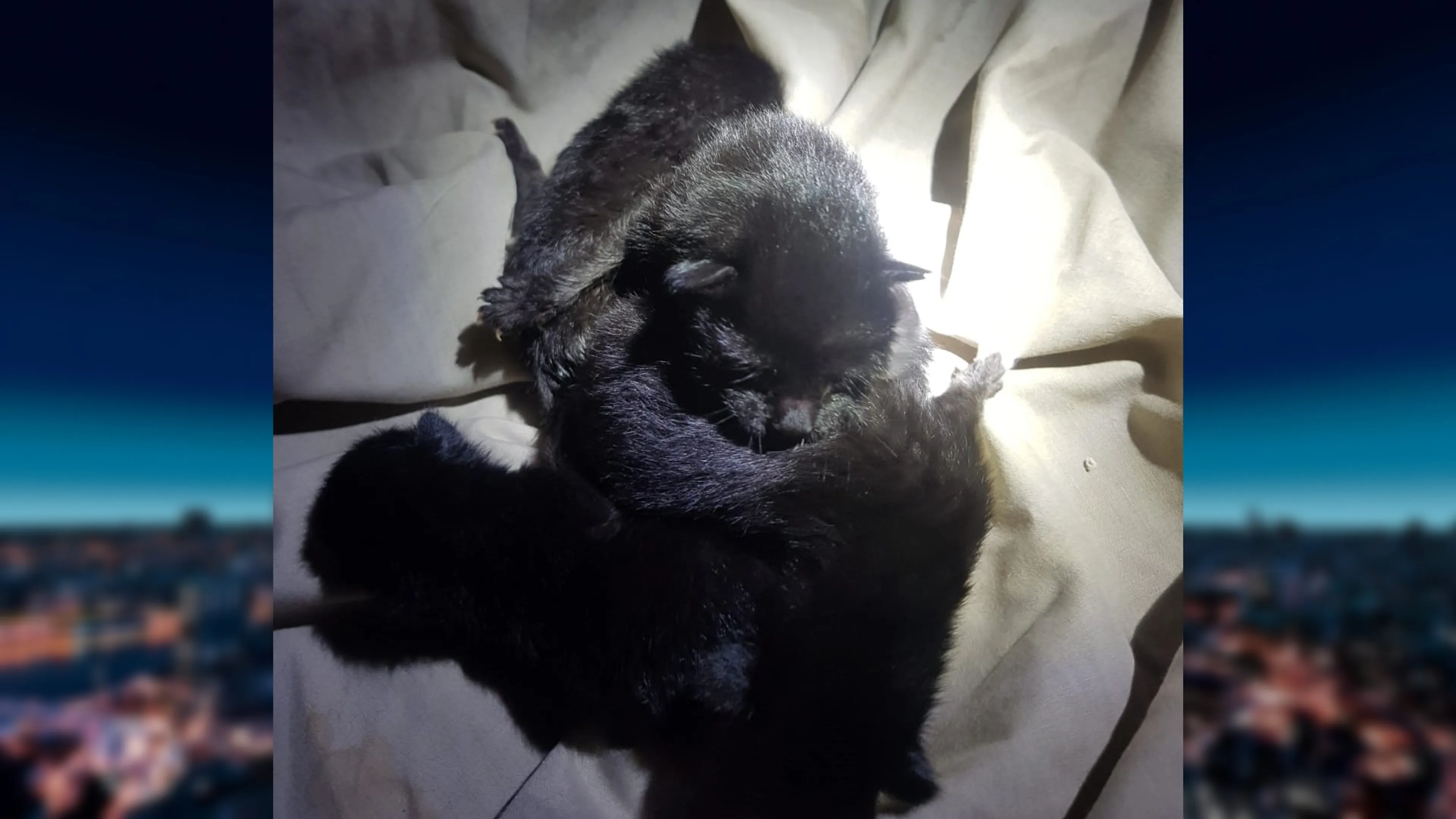 Meerdere jonge kittens gedumpt in afvalcontainer: 'Zo gemeen'