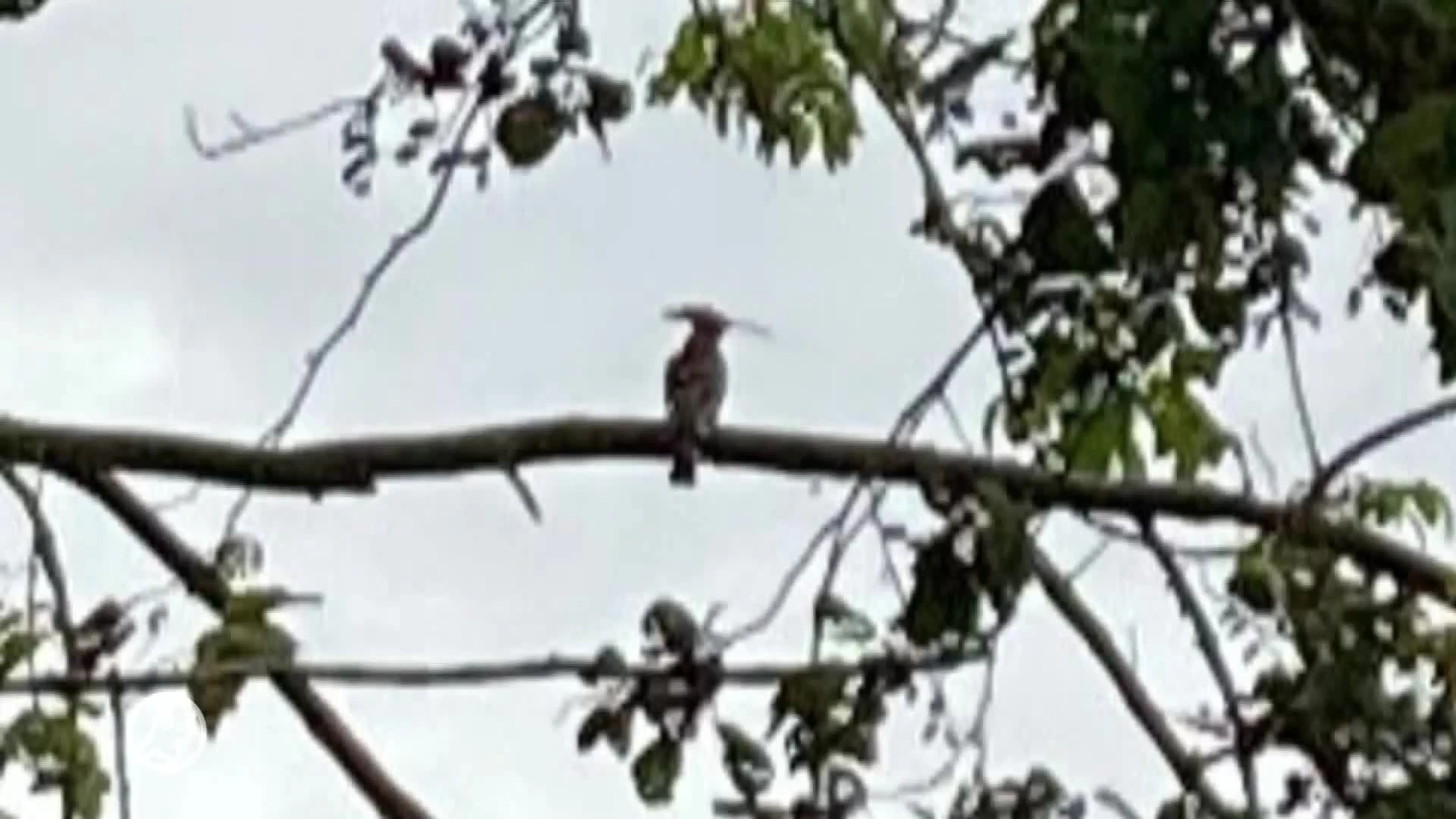 Vogelspotters massaal naar Haarlem om stinkende vogel vast te leggen