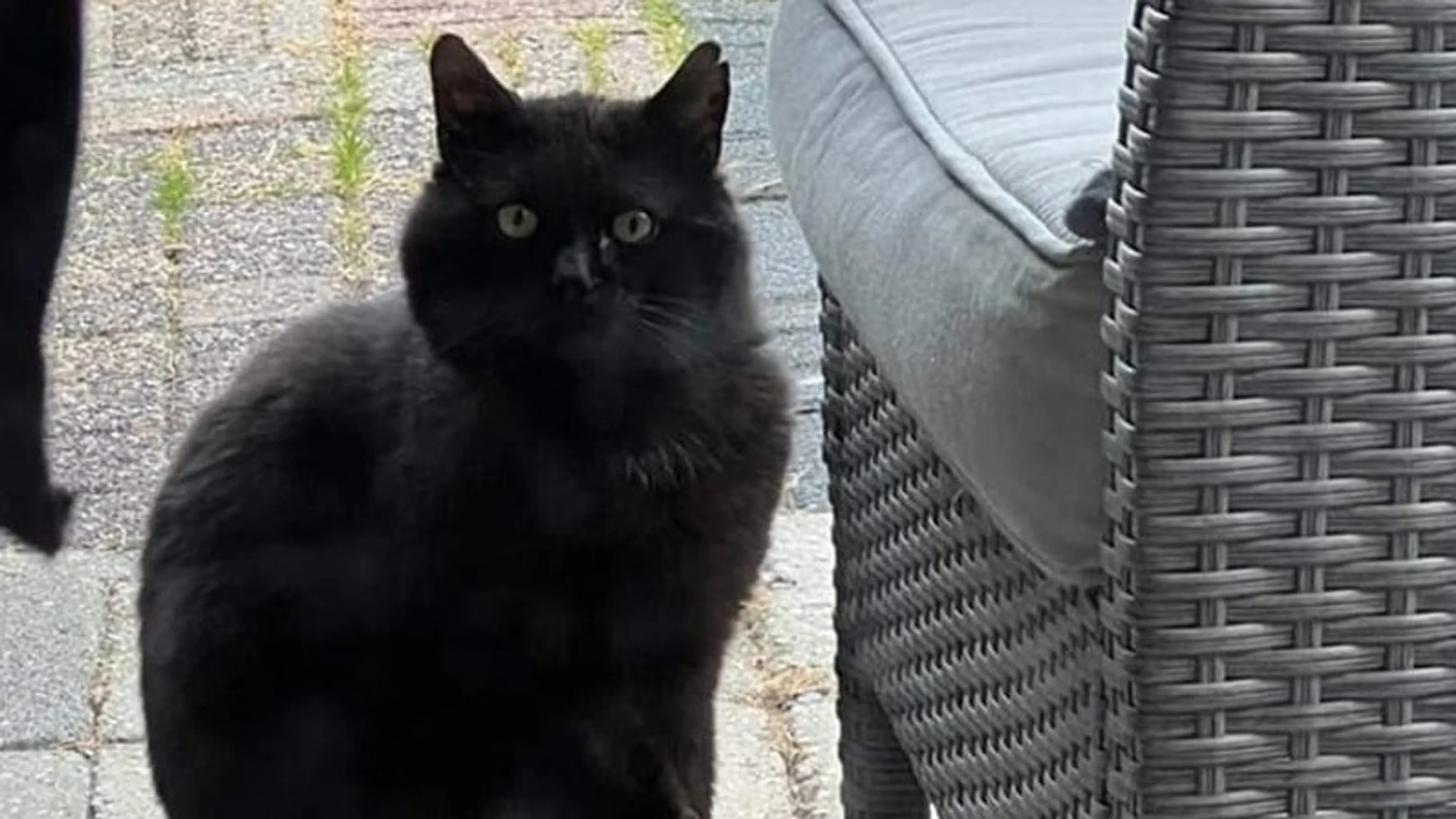 Beschoten kat met pijl in voorpoot laat zich moeilijk vangen