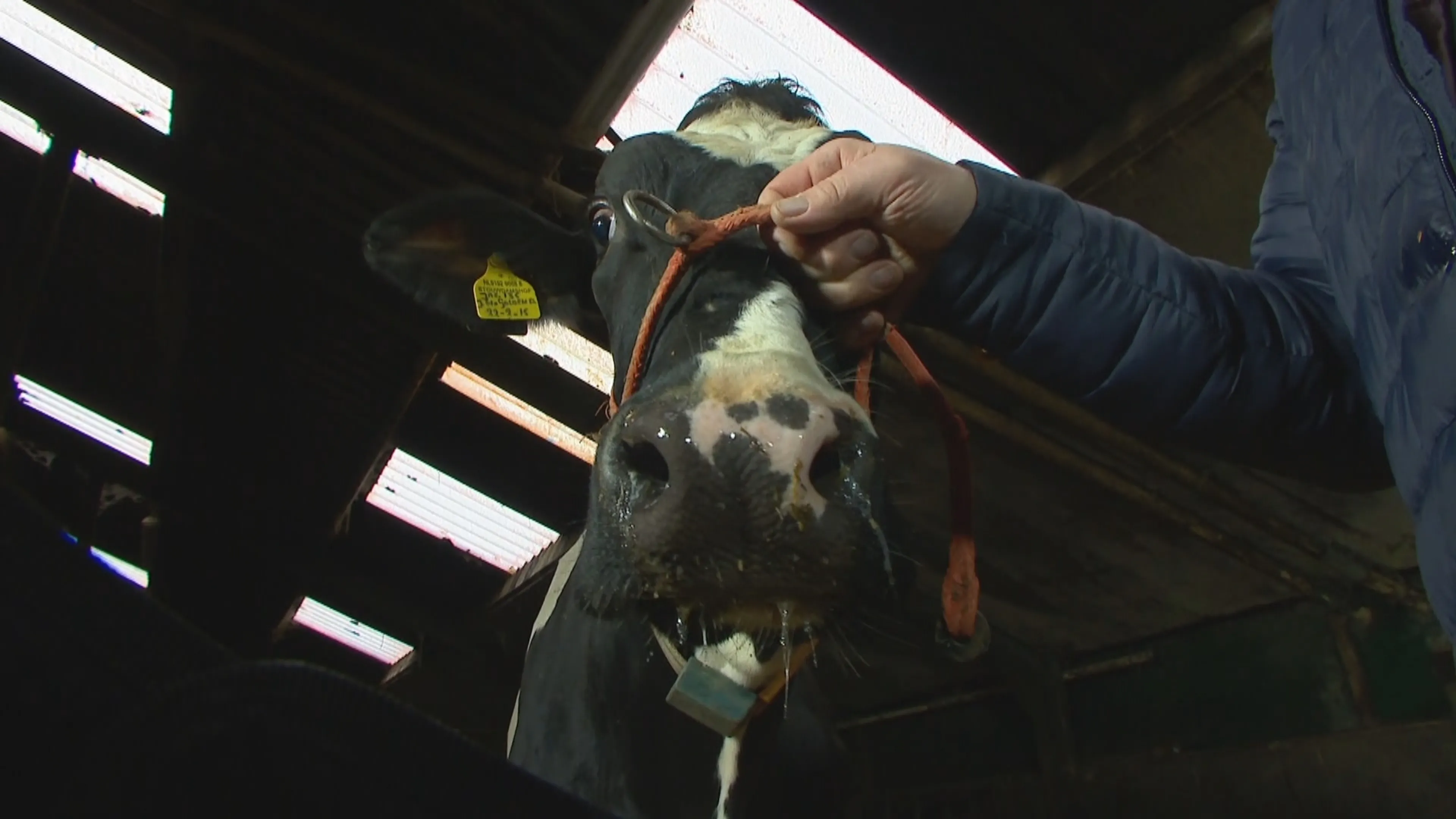 Vijf koeien dood door lege blikjes, overleeft Jacoba 135 het wel?