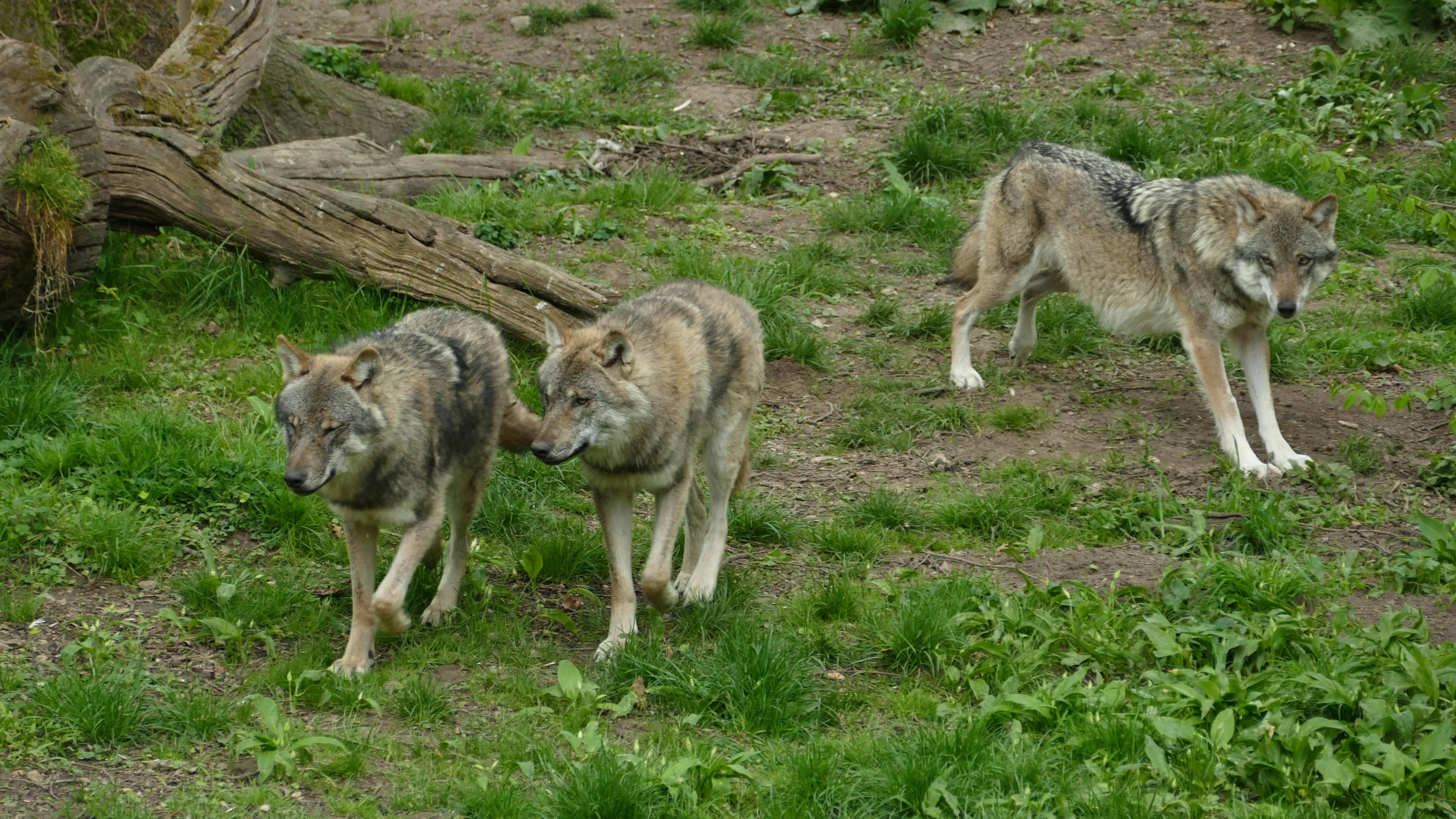 Wolven in opmars in Nederland: bijna tachtig nieuwe exemplaren gesignaleerd 