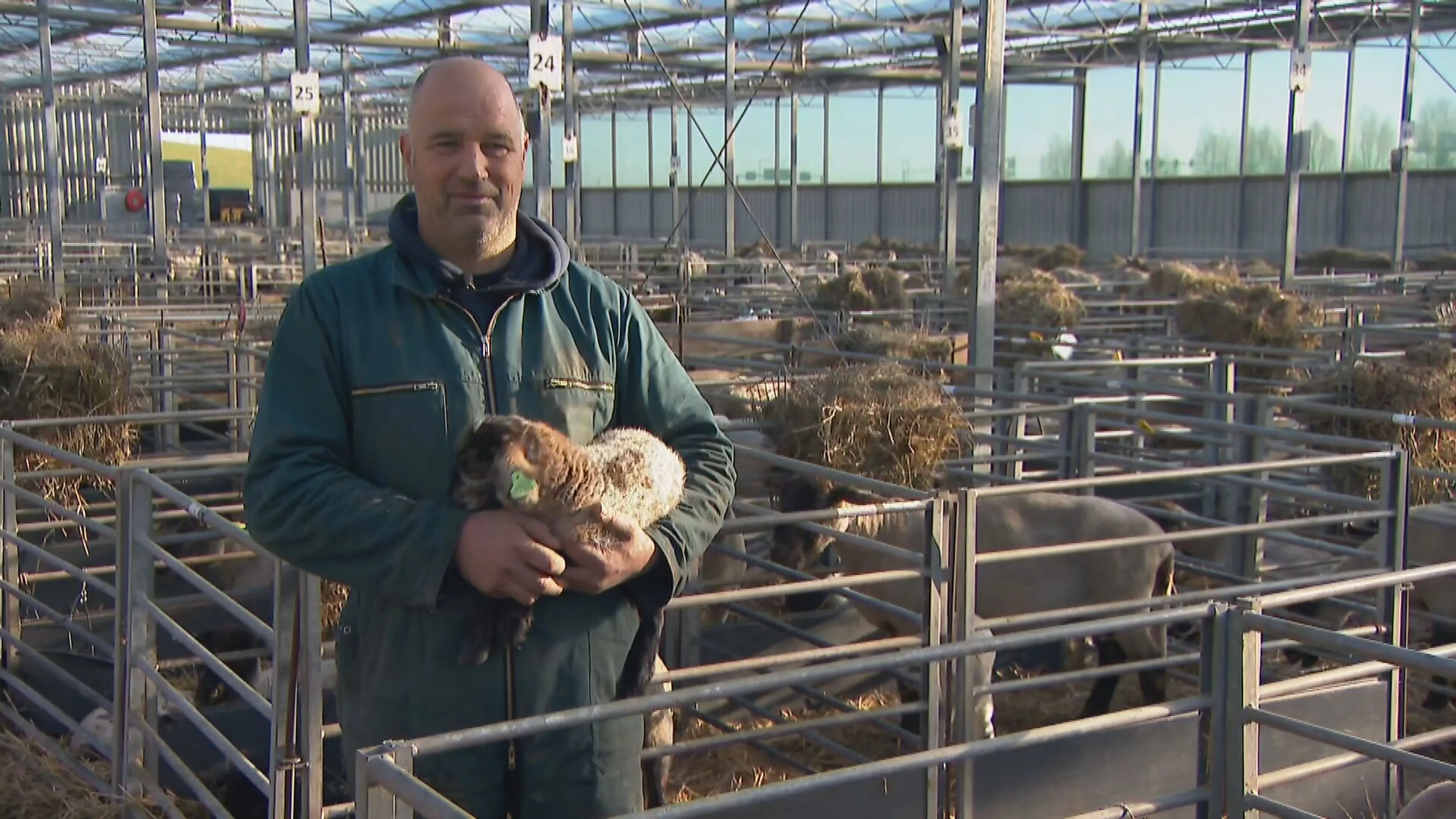 Na rampjaar met blauwtong nu babyboom in stal van schapenhouder Martin