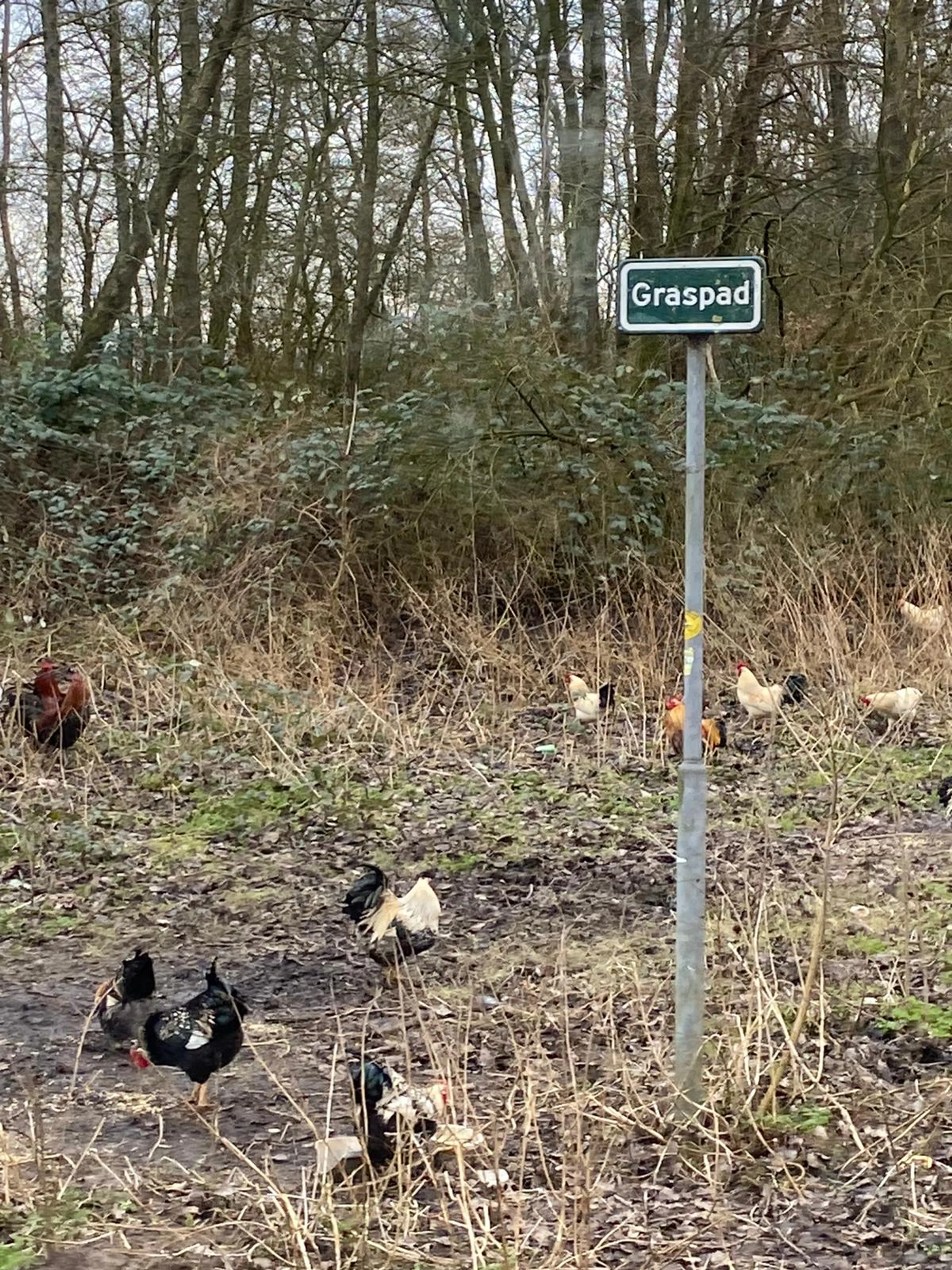 Dierenambulance luidt noodklok: 'kippenbos' loopt over van de gedumpte hanen