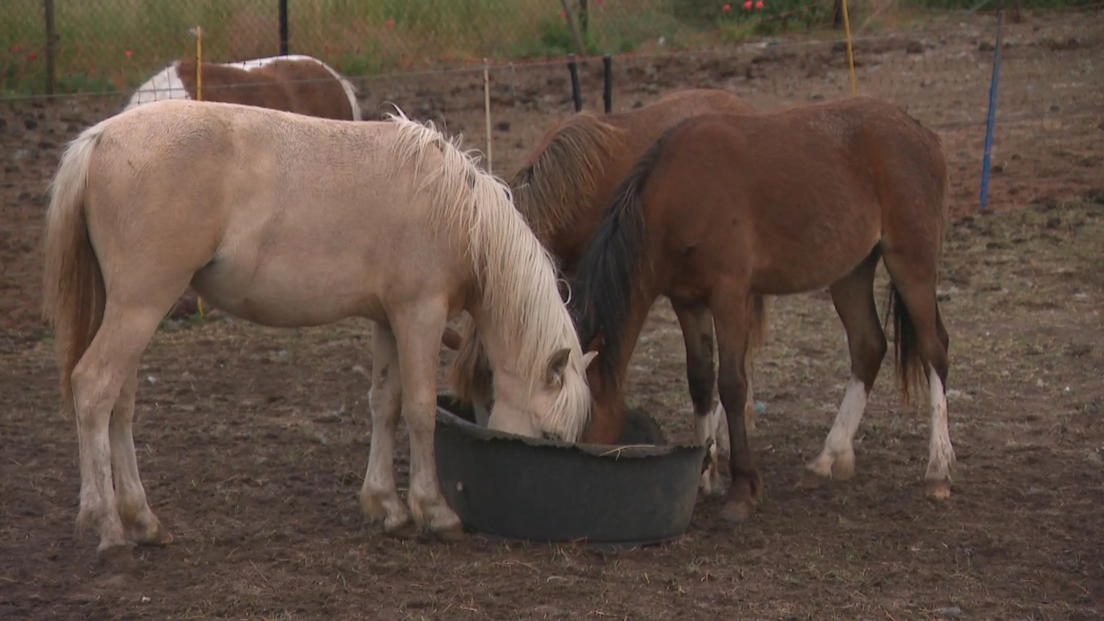 Onvrede onder bewoners Haarsteeg na besluit NVWA over paarden